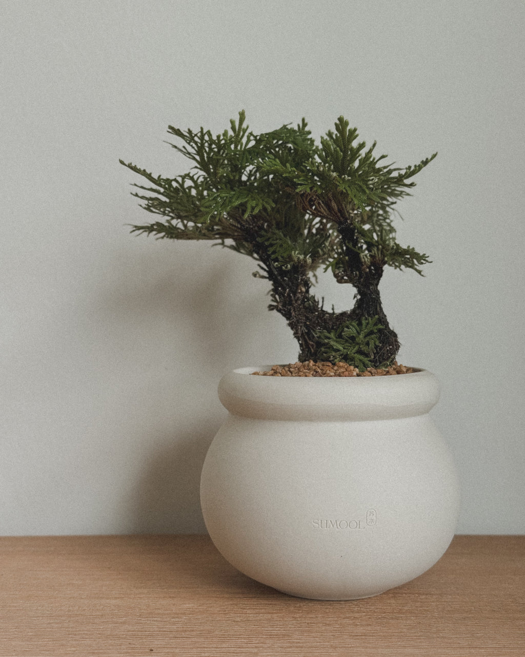 Selaginella Bonsai