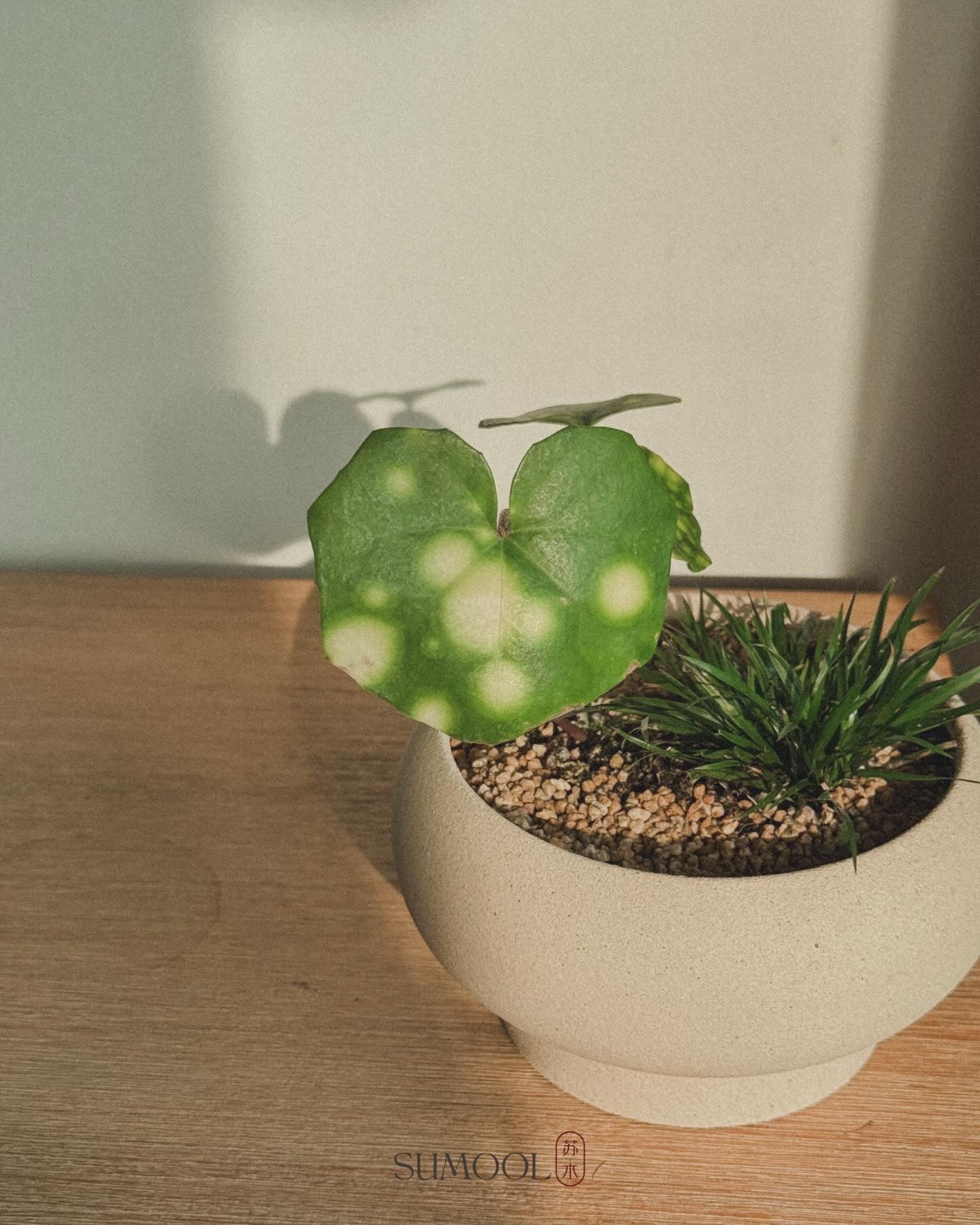 Firefly Leopard (Farfugium japonicum)