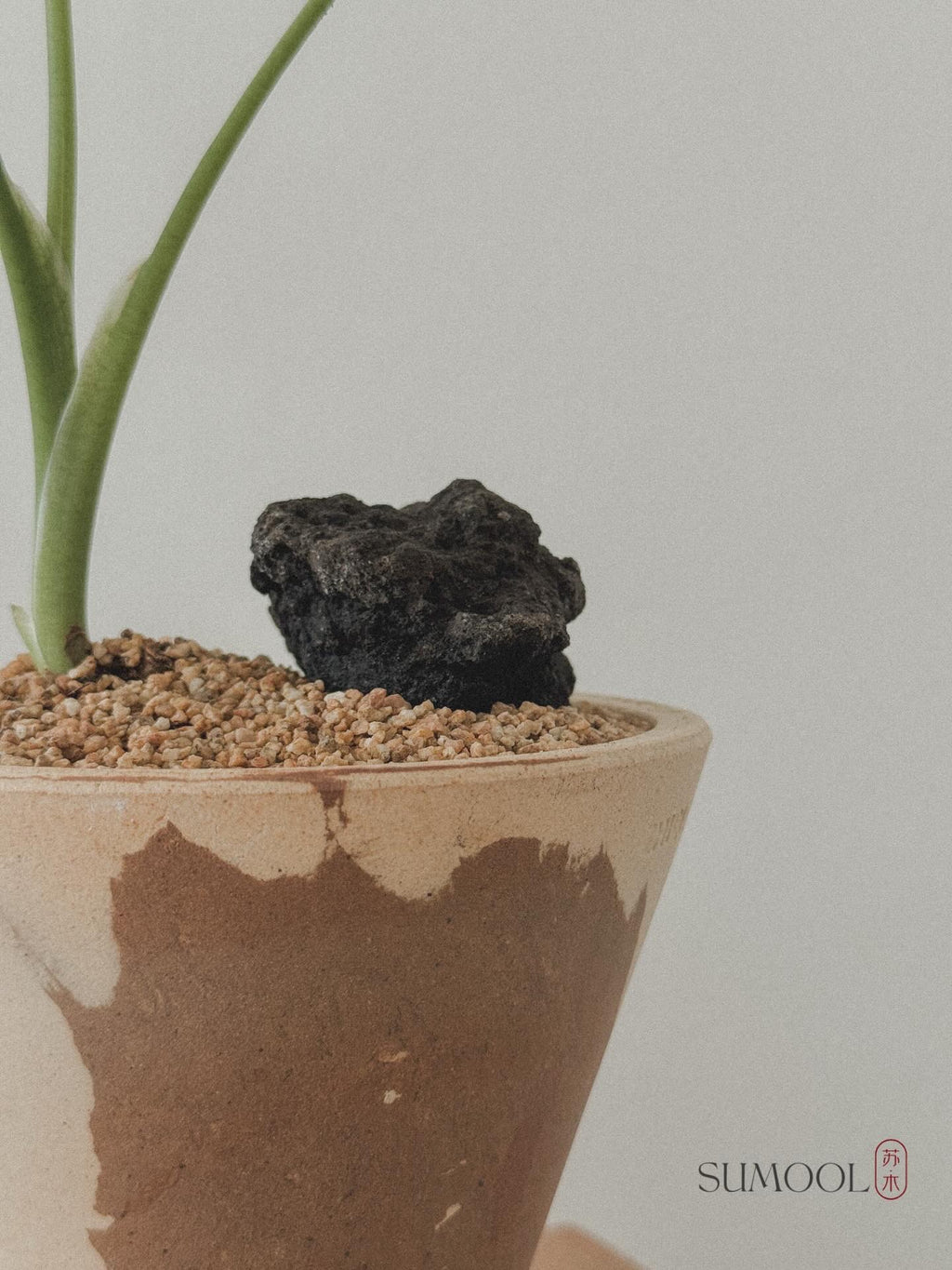 Alocasia Mickey Mouse