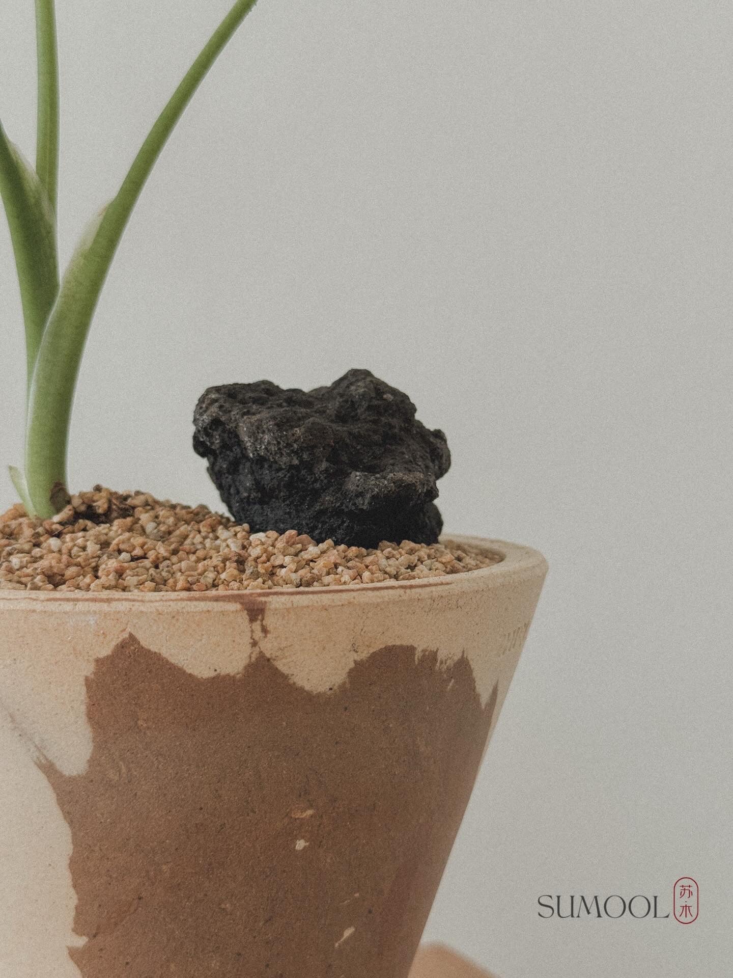Alocasia Mickey Mouse