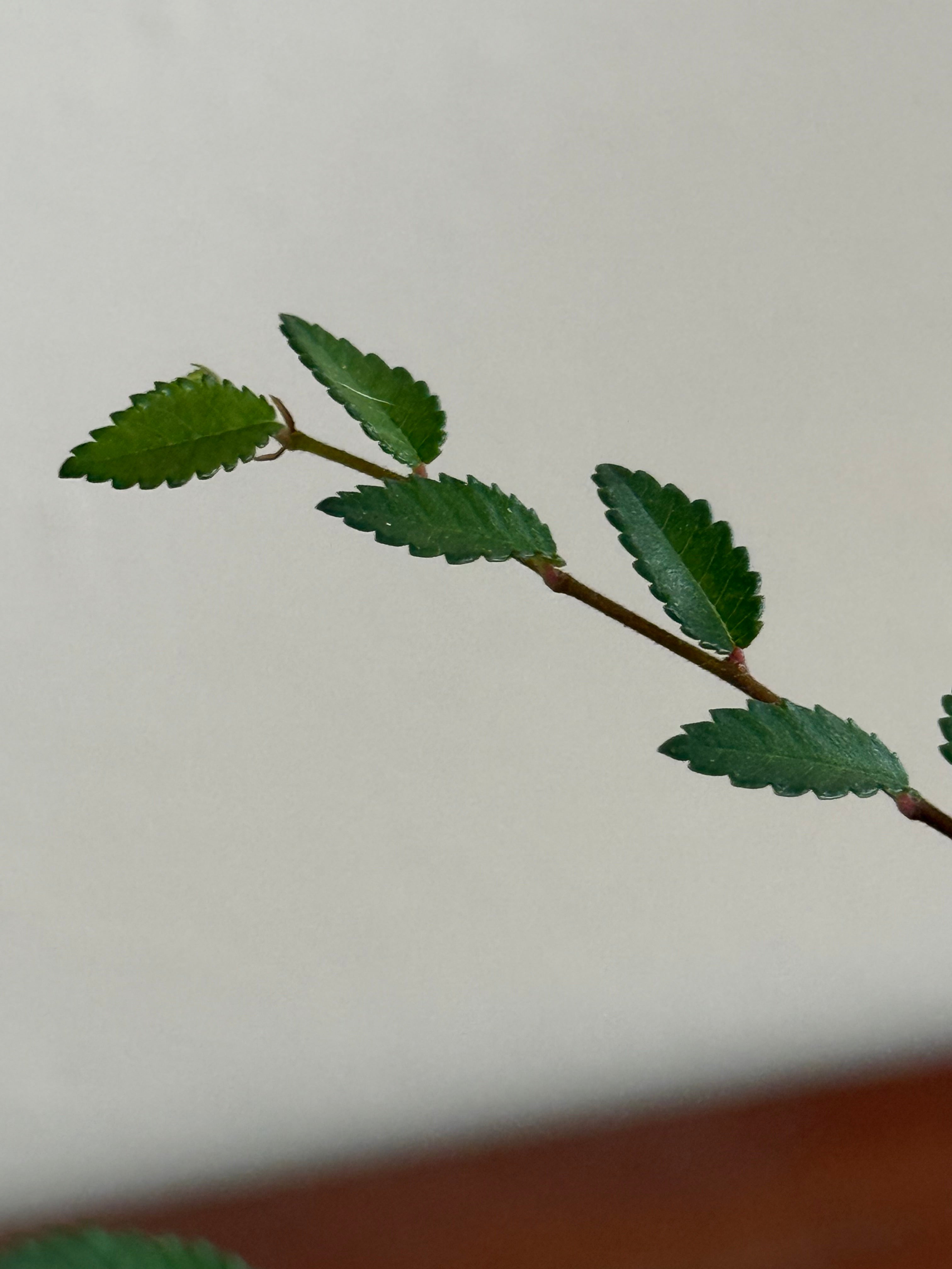Chinese Elm Bonsai