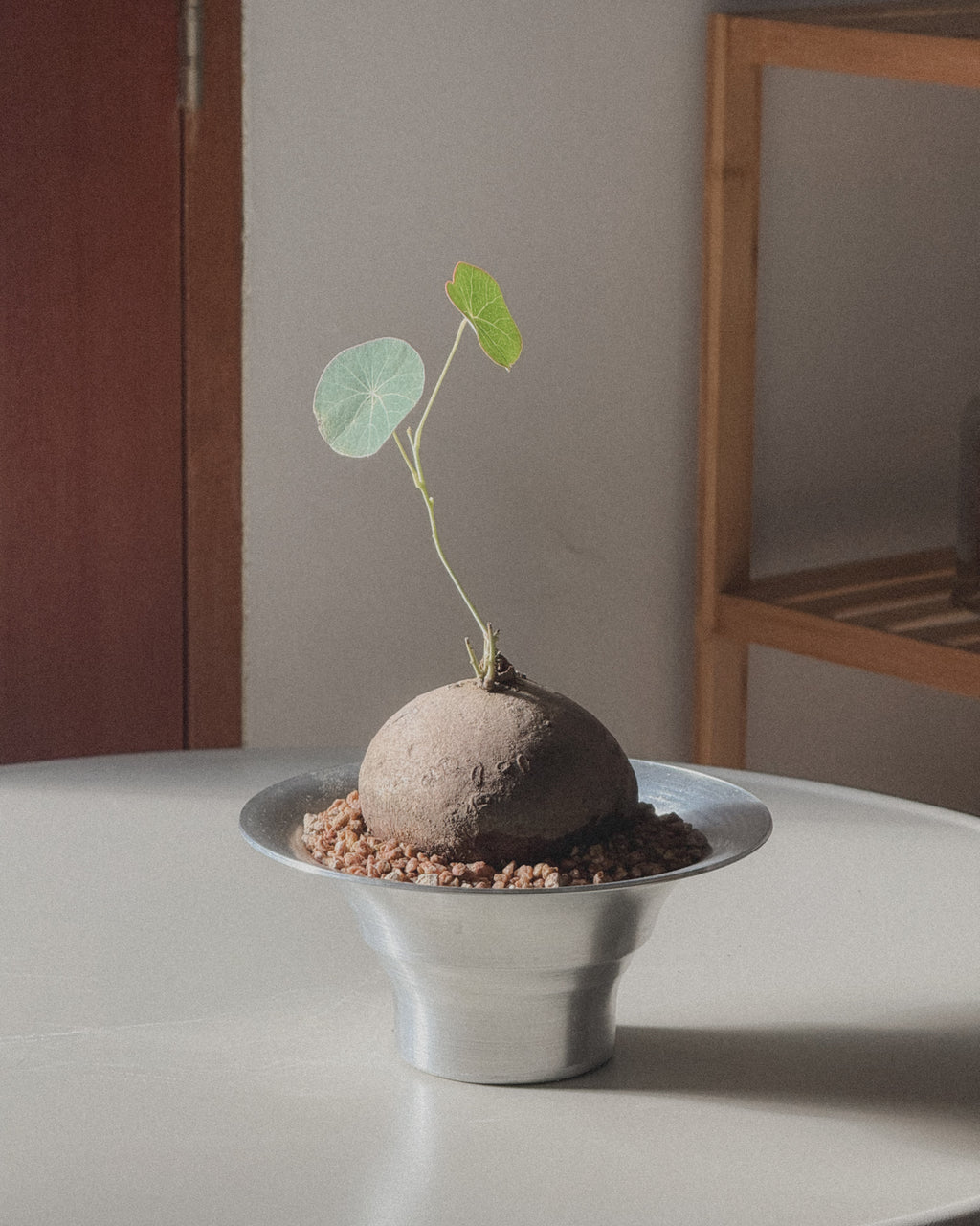 Stephania Erecta in metal pot