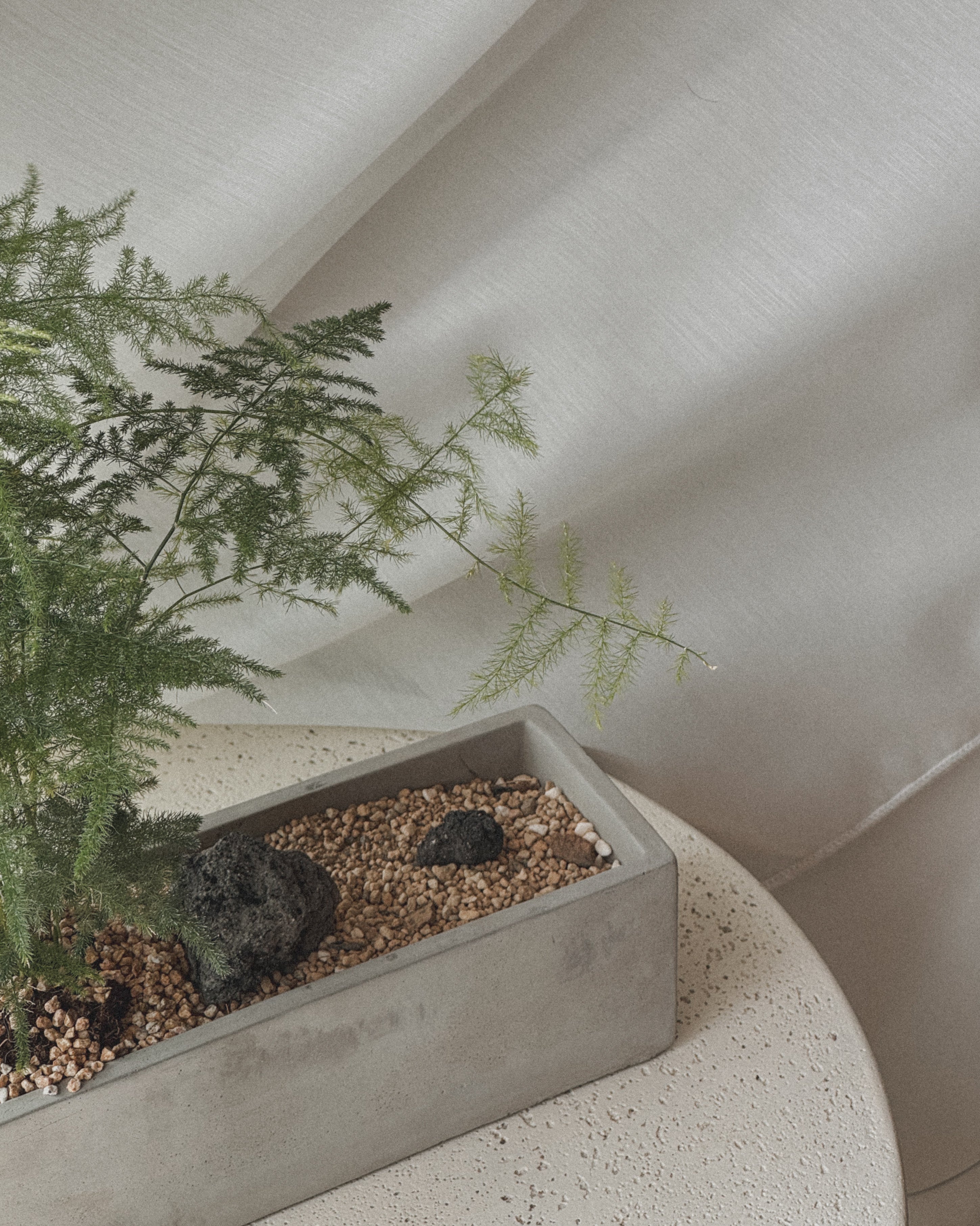 Asparagus Fern Table Forest style