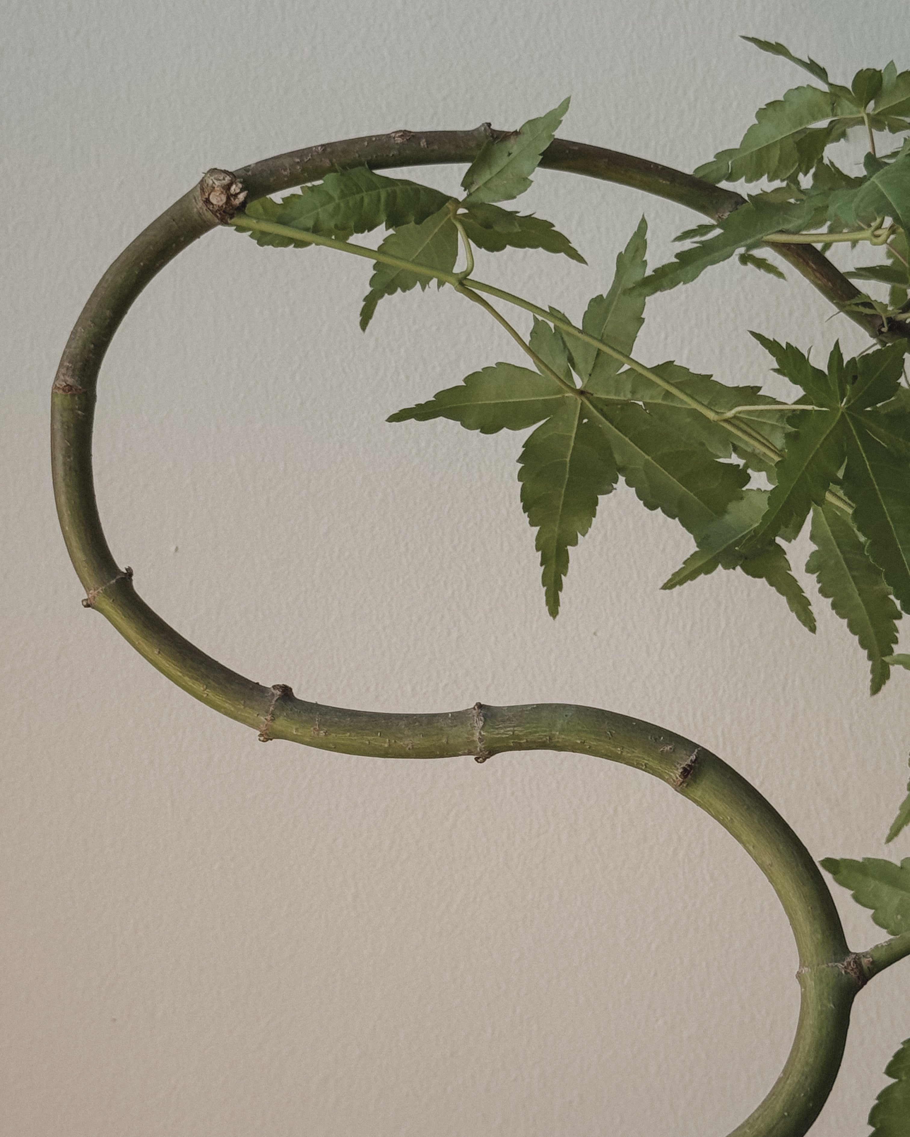Acer platanoides Maple Bonsai