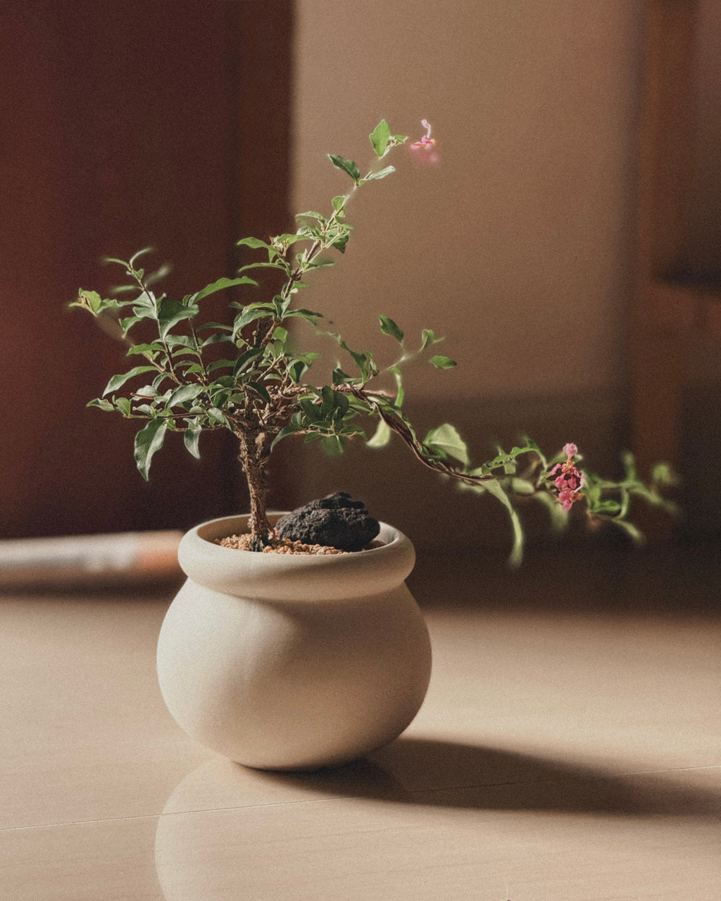 Cherry Barbados mini bonsai