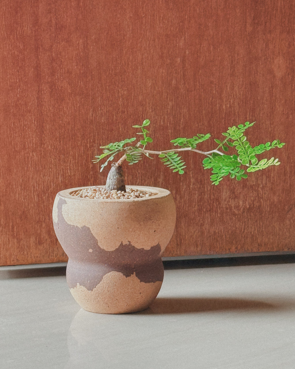 Operculicarya Pachypus super mini