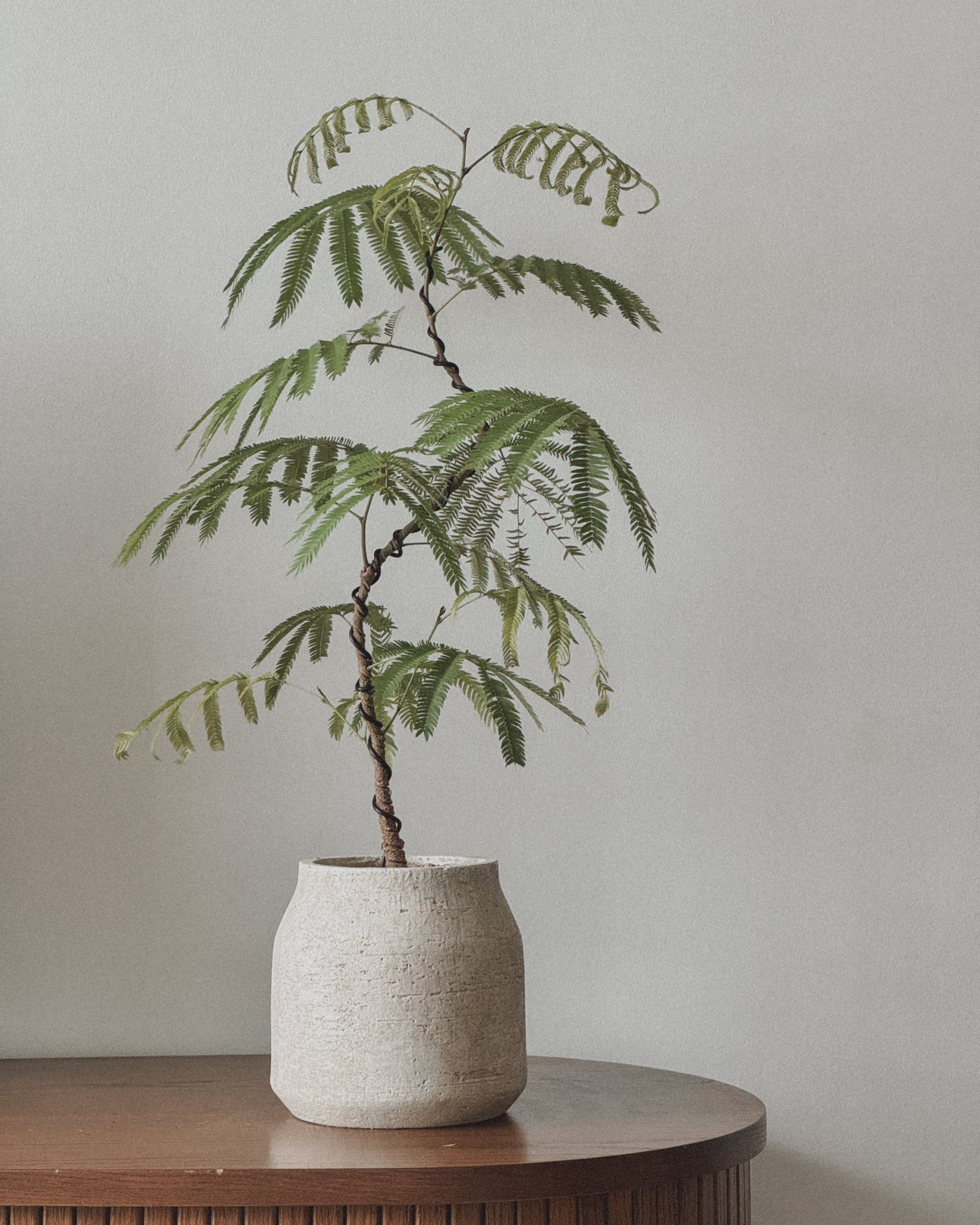 Everfresh Tree (Small)