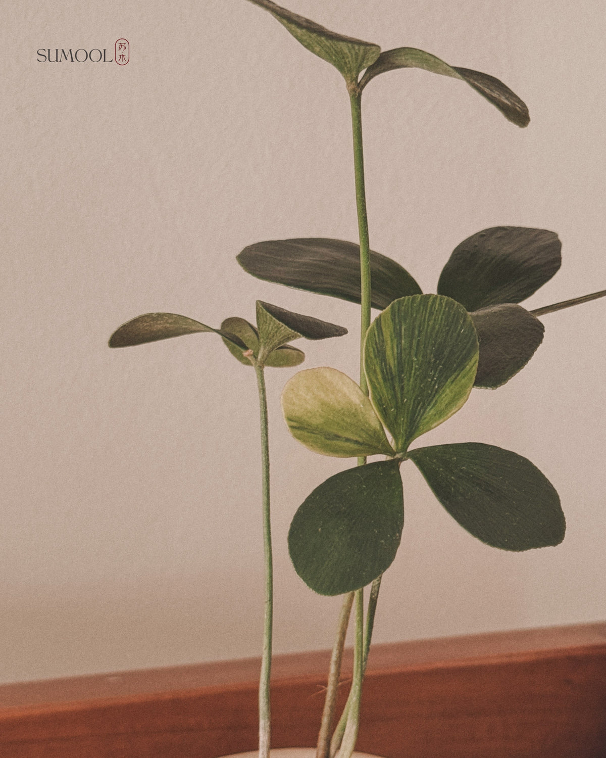 Variegated Zamia Furfuracea (Cardboard Palm)