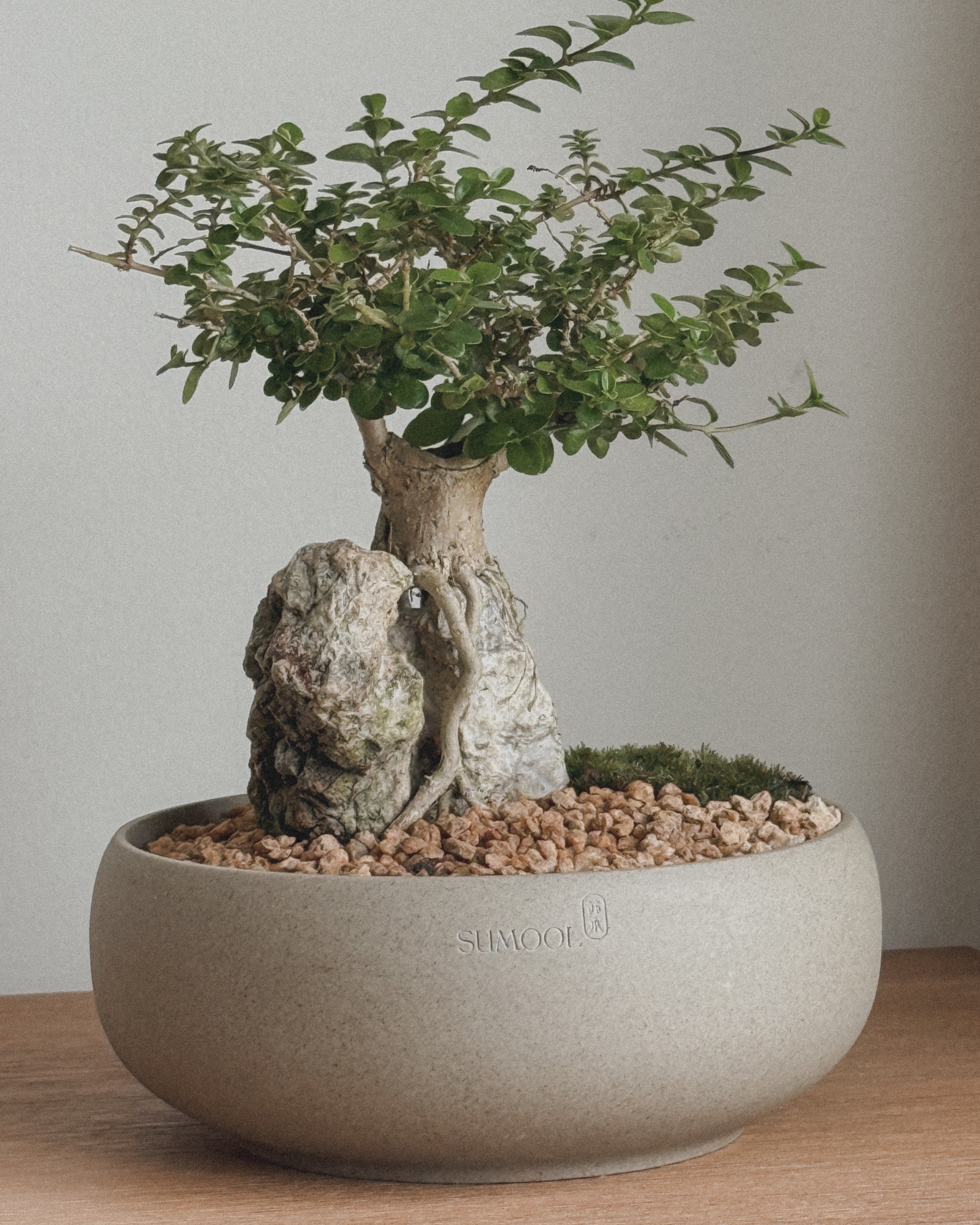 Mini Premna Bonsai on Rock