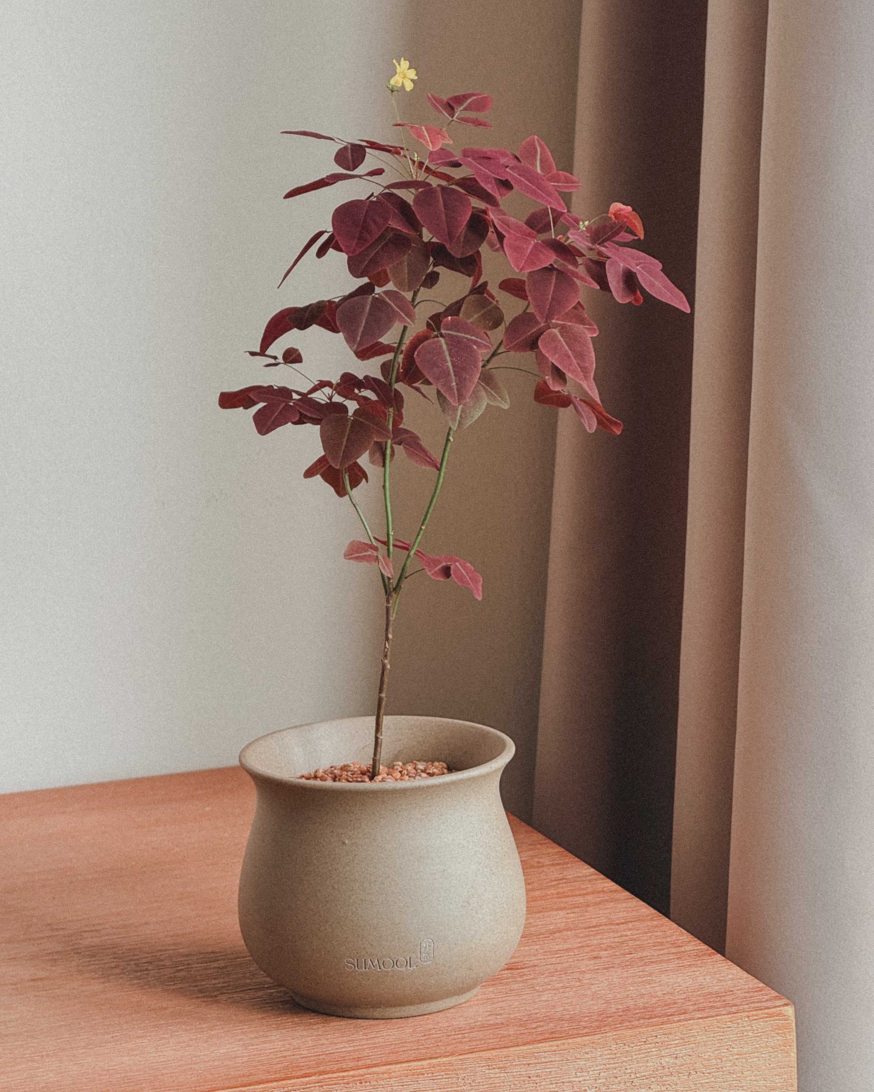 Oxalis Hedysaroides (Fire Fern)