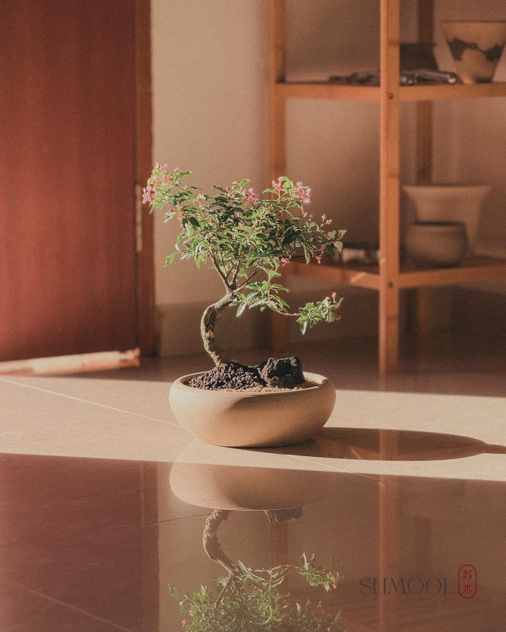 Cherry Barbados Bonsai