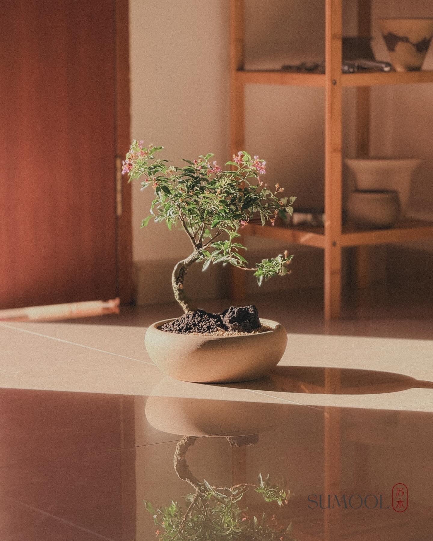 Cherry Barbados Bonsai