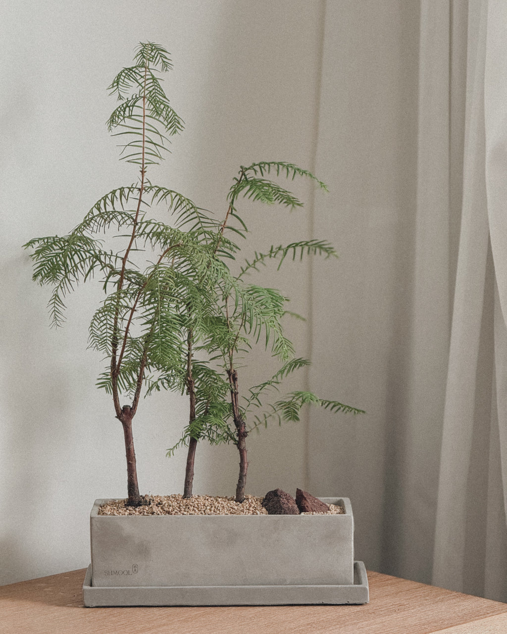 Dawn Redwood - Table forest style