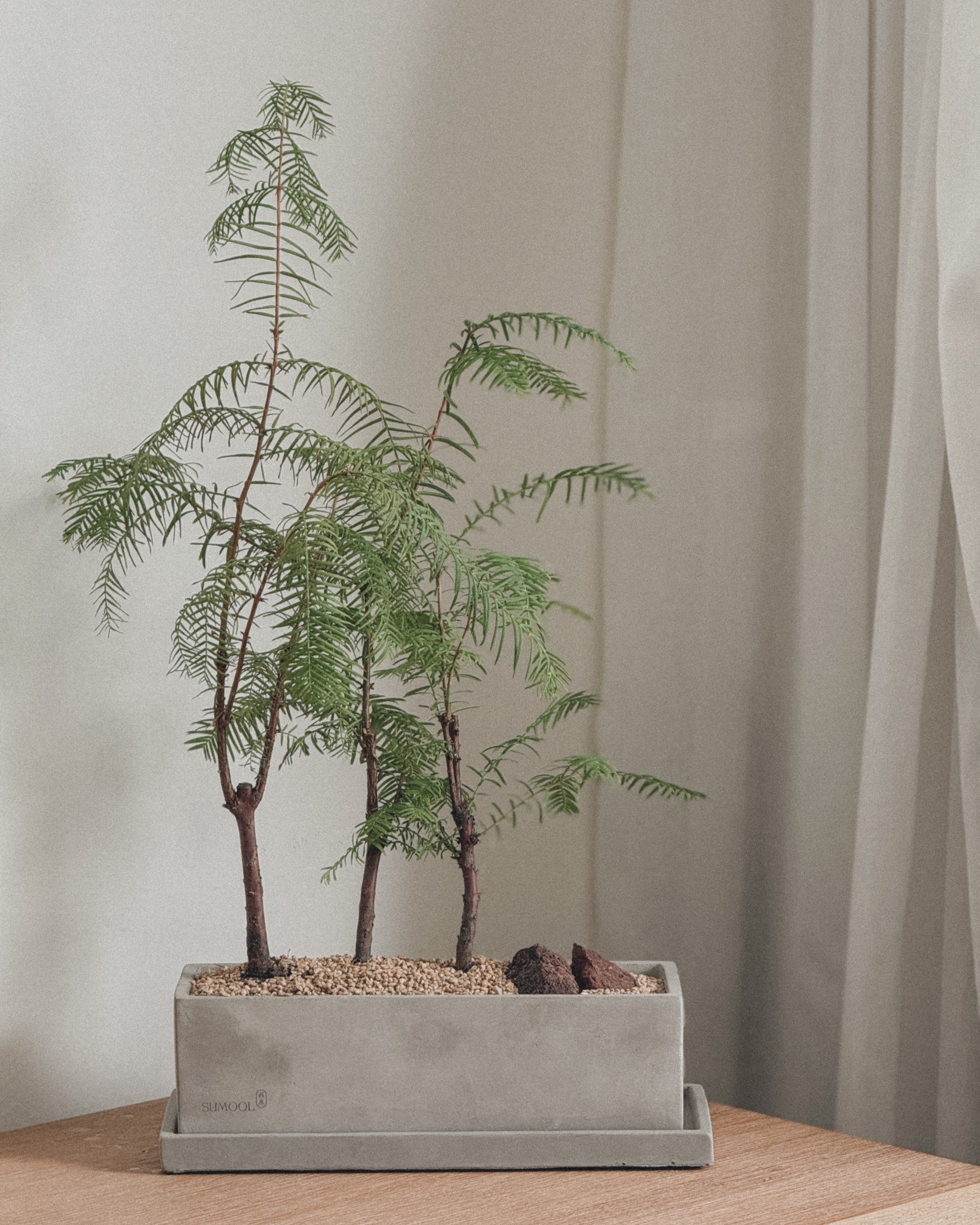 Dawn Redwood - Table forest style