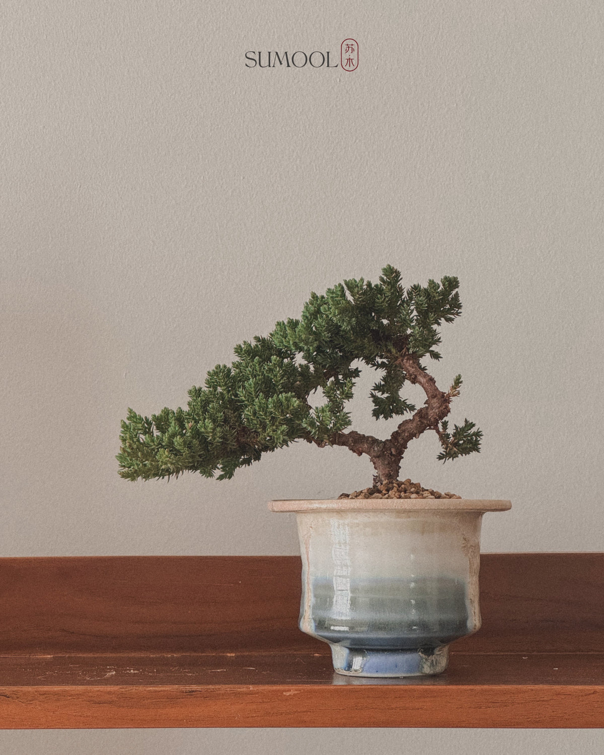 Little Japanese Juniper Sleeping Pine