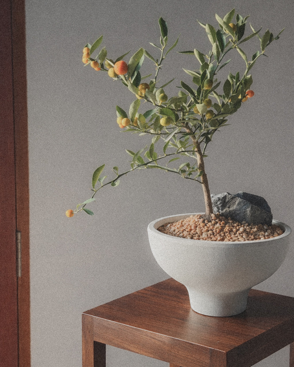 Lucky Kinkan, mini citrus tree (Fortunella Japonica)