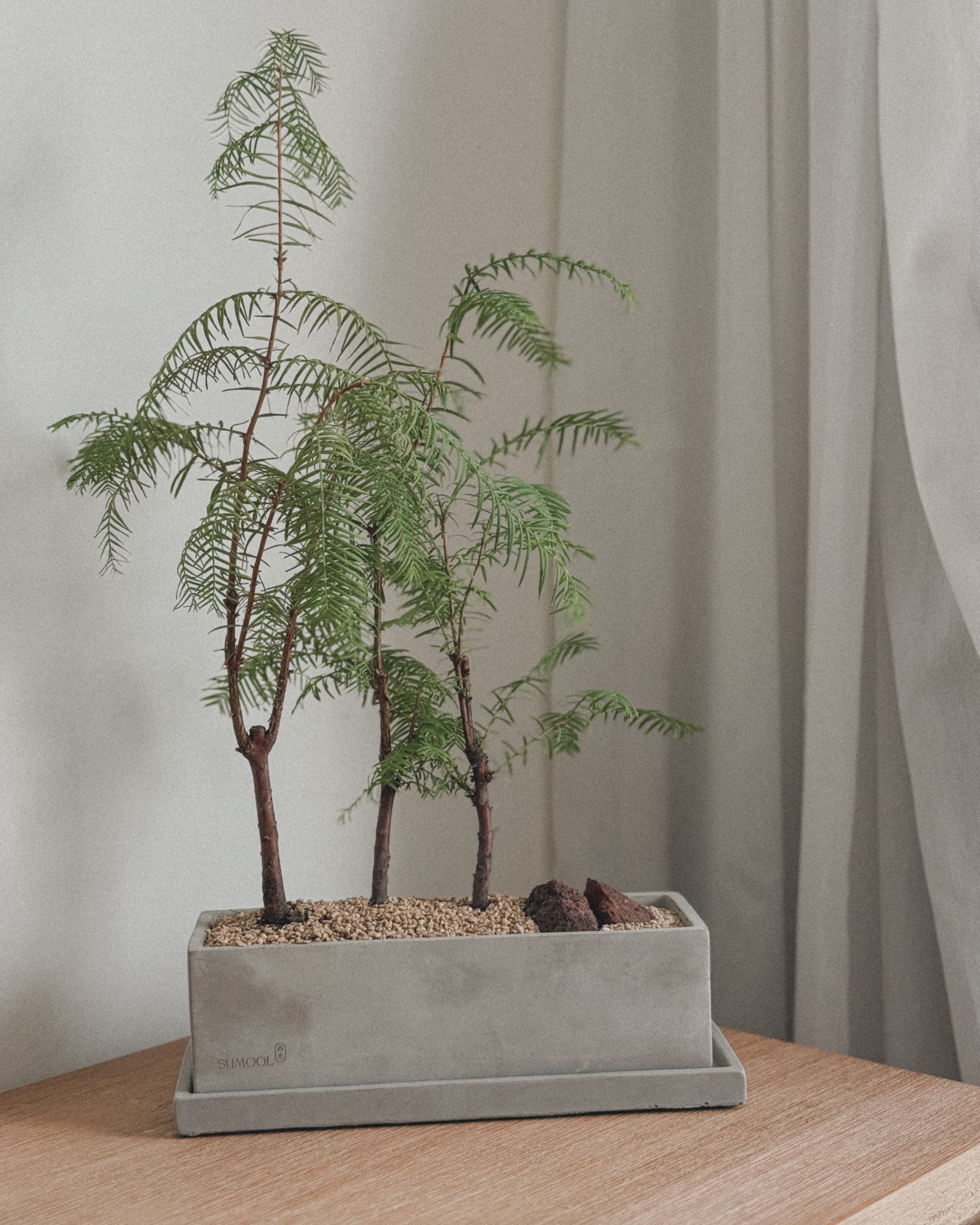 Dawn Redwood - Table forest style