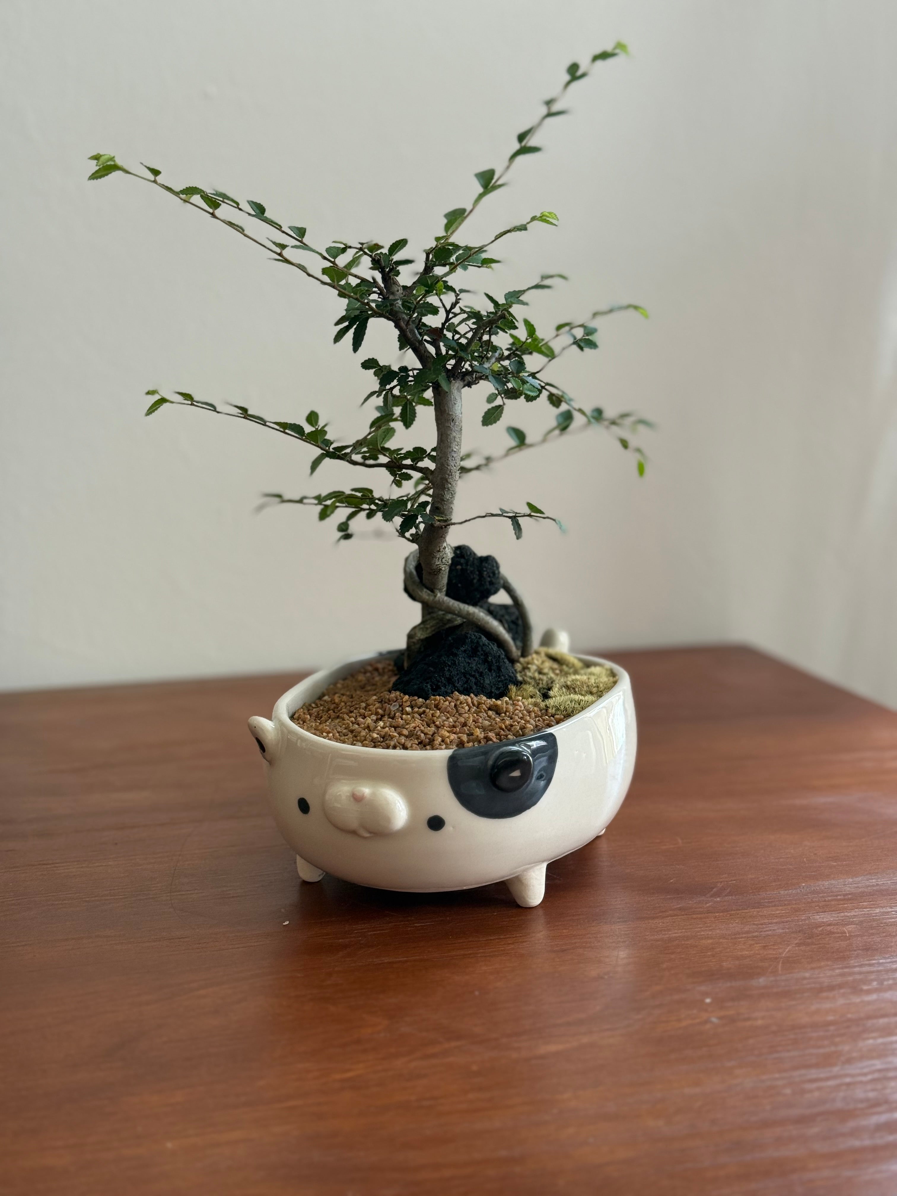Chinese Elm Bonsai