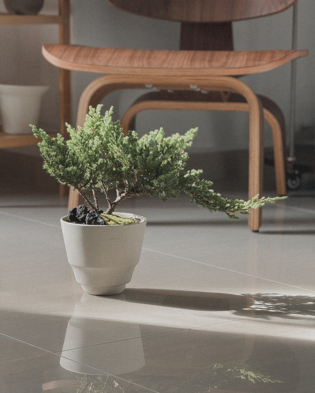 Japanese Juniper Sleeping Pine in Creamu Pot