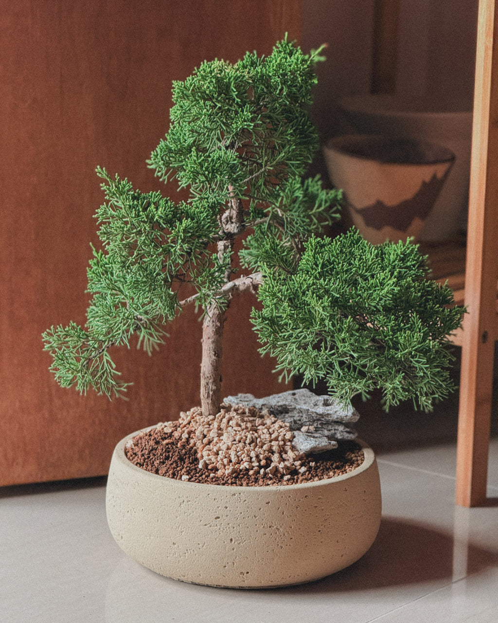 Shimpaku Juniper Bonsai in round cream pot