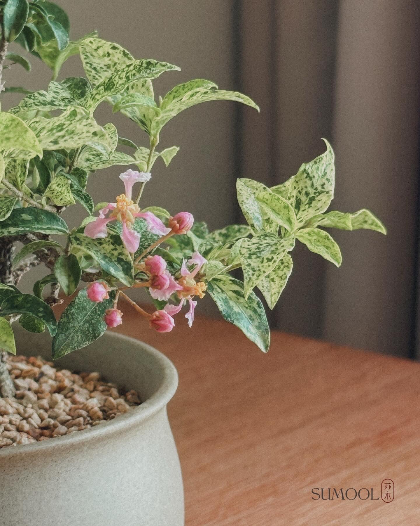 Variegated Cherry Barbados Mini Bonsai