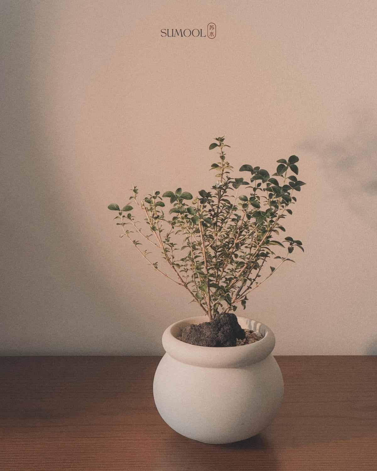 Serissa Japonica