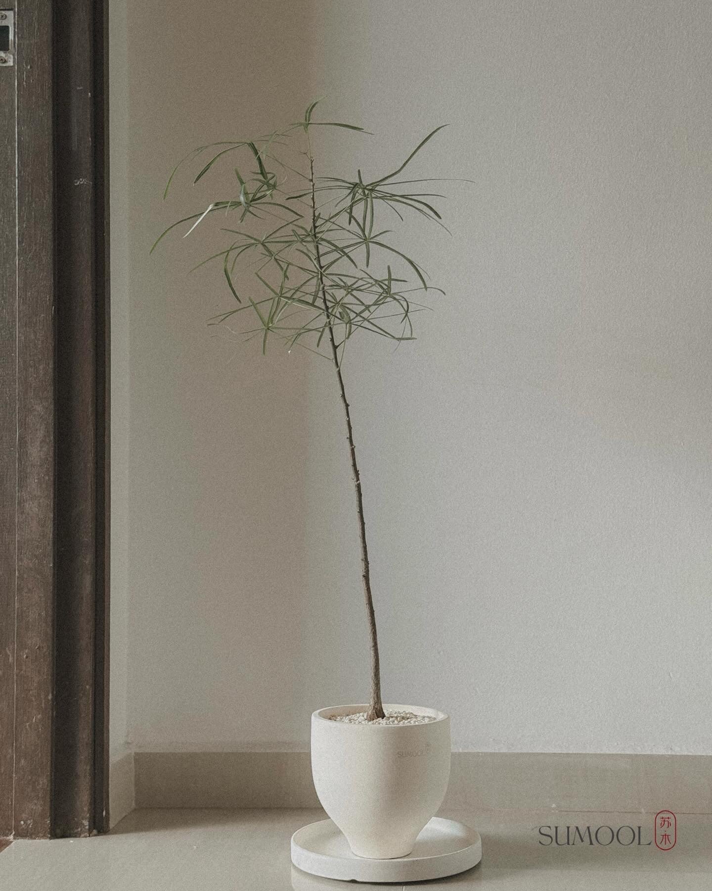 Bottle Tree (Brachychiton Rupestris)