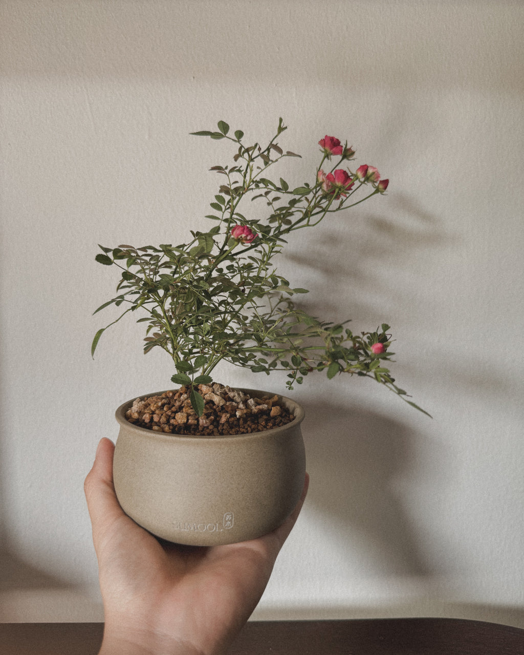 Japanese Fairy Rose Mini