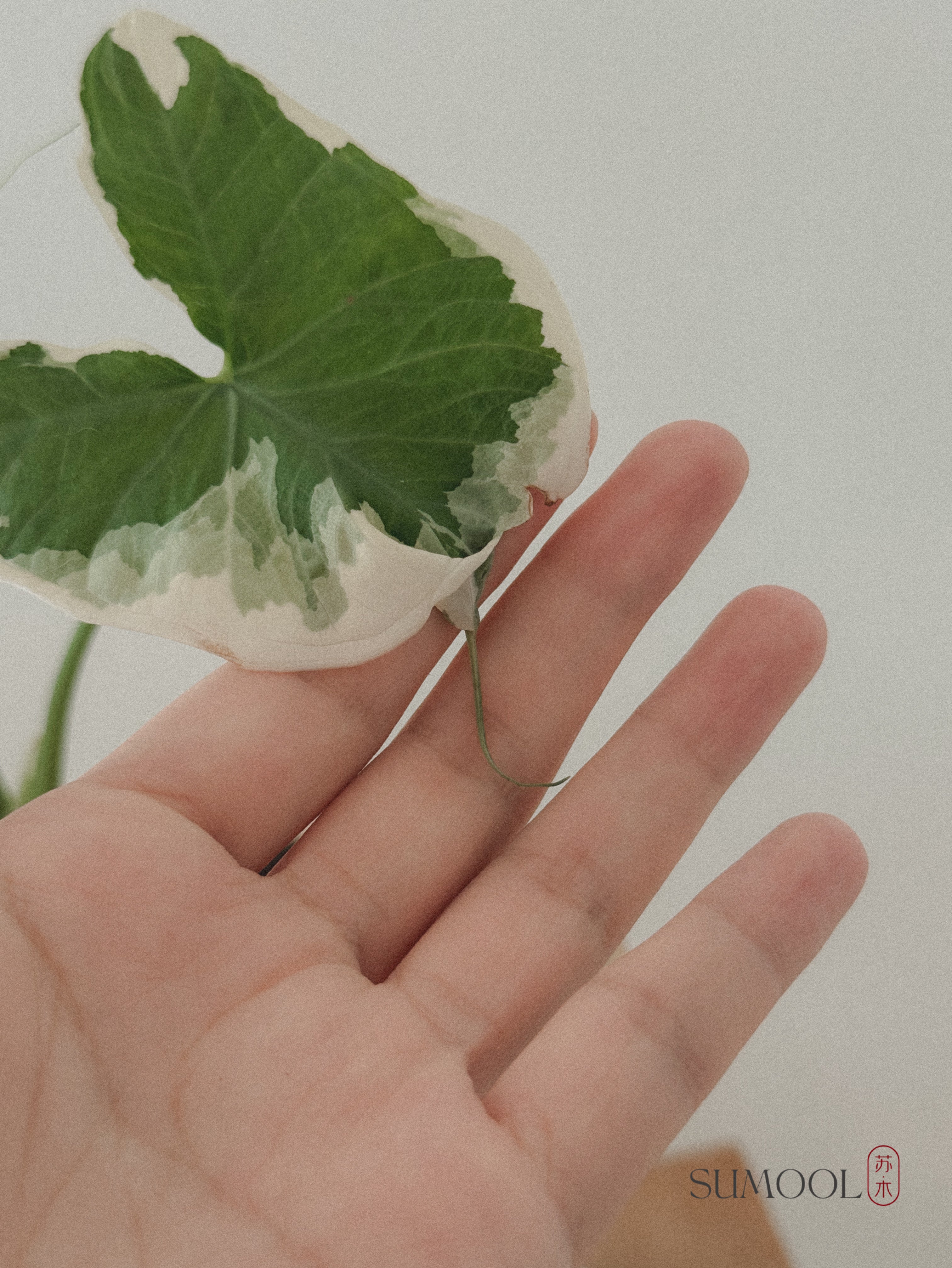 Alocasia Mickey Mouse