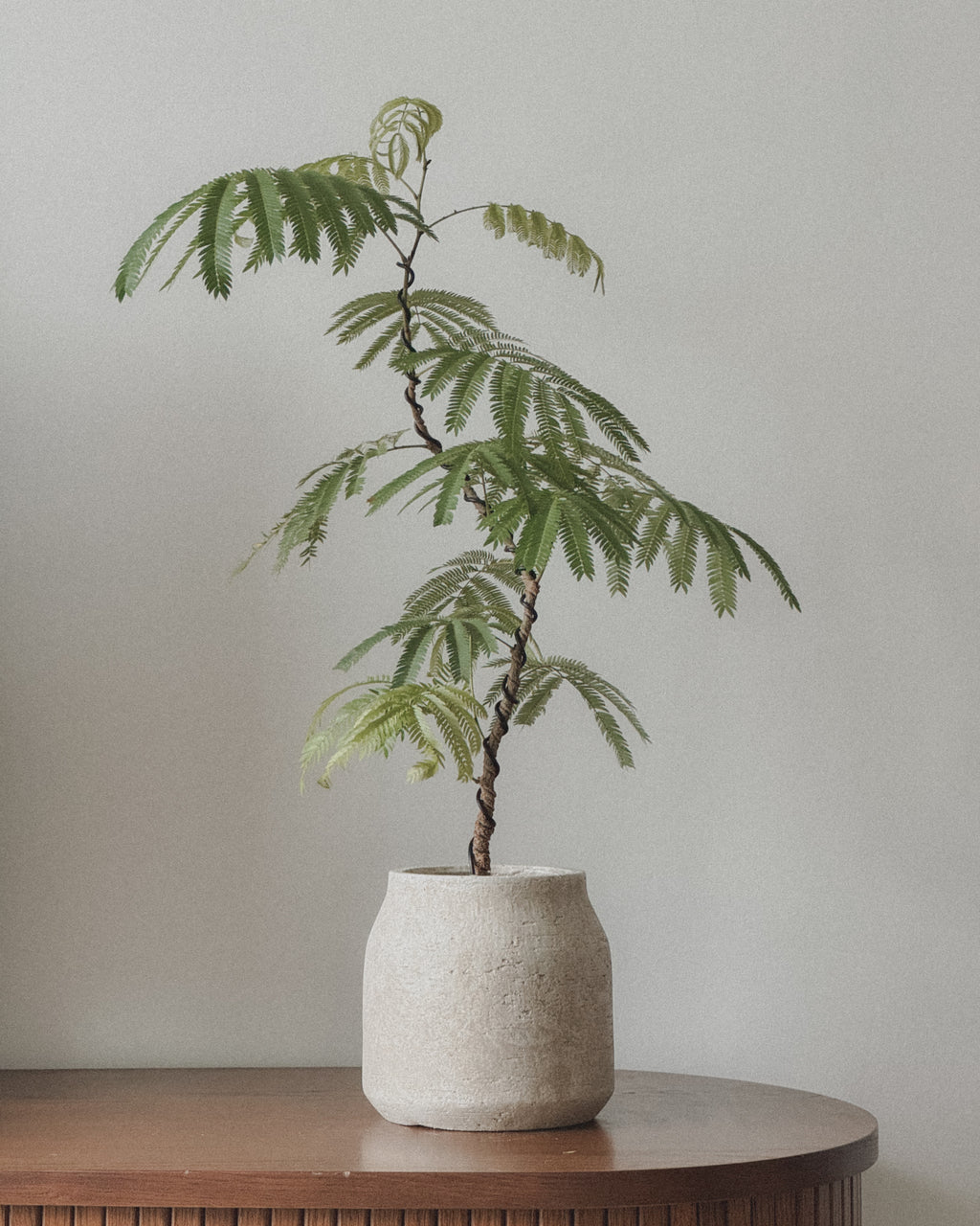 Everfresh Tree (Small)