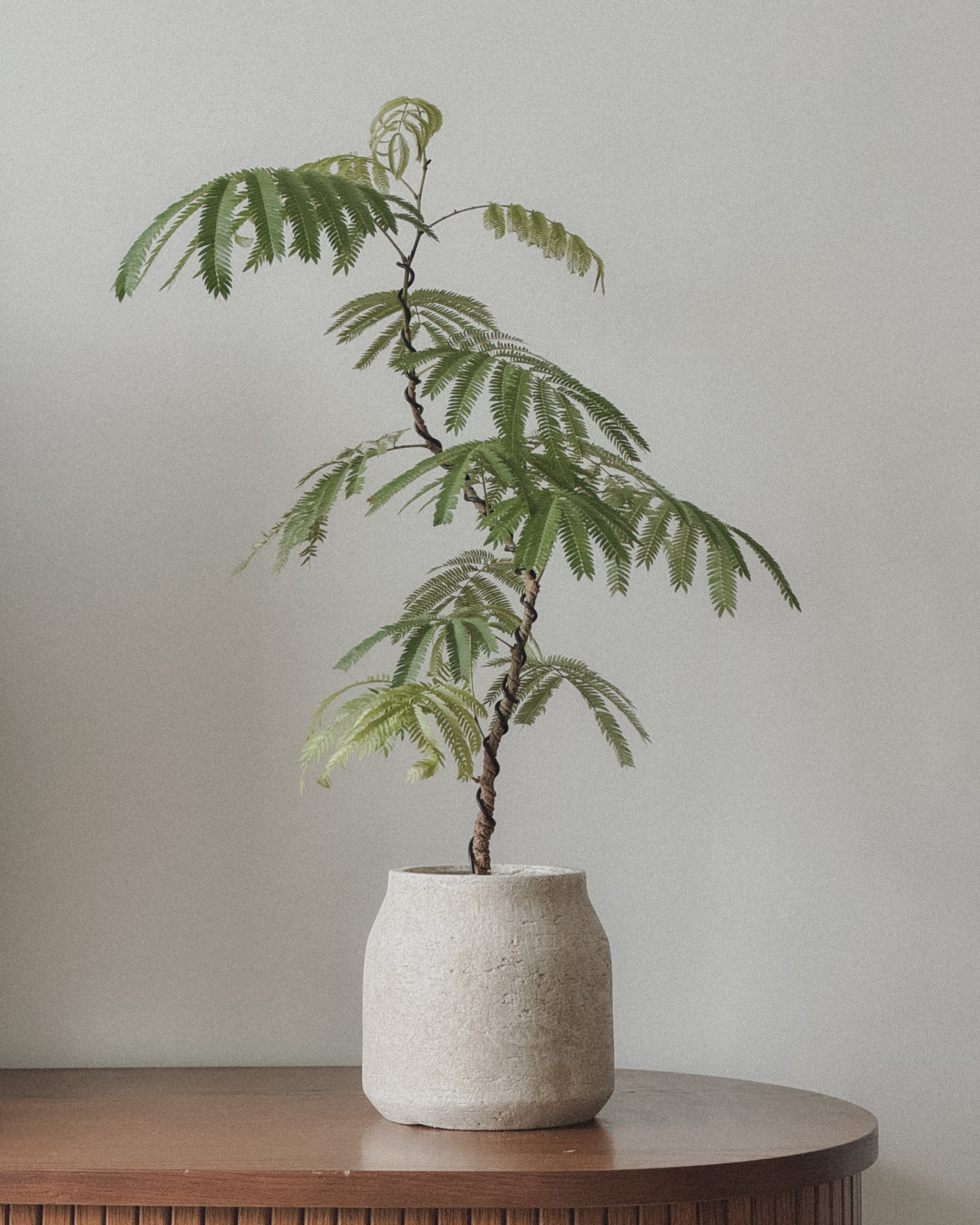 Everfresh Tree (Small)