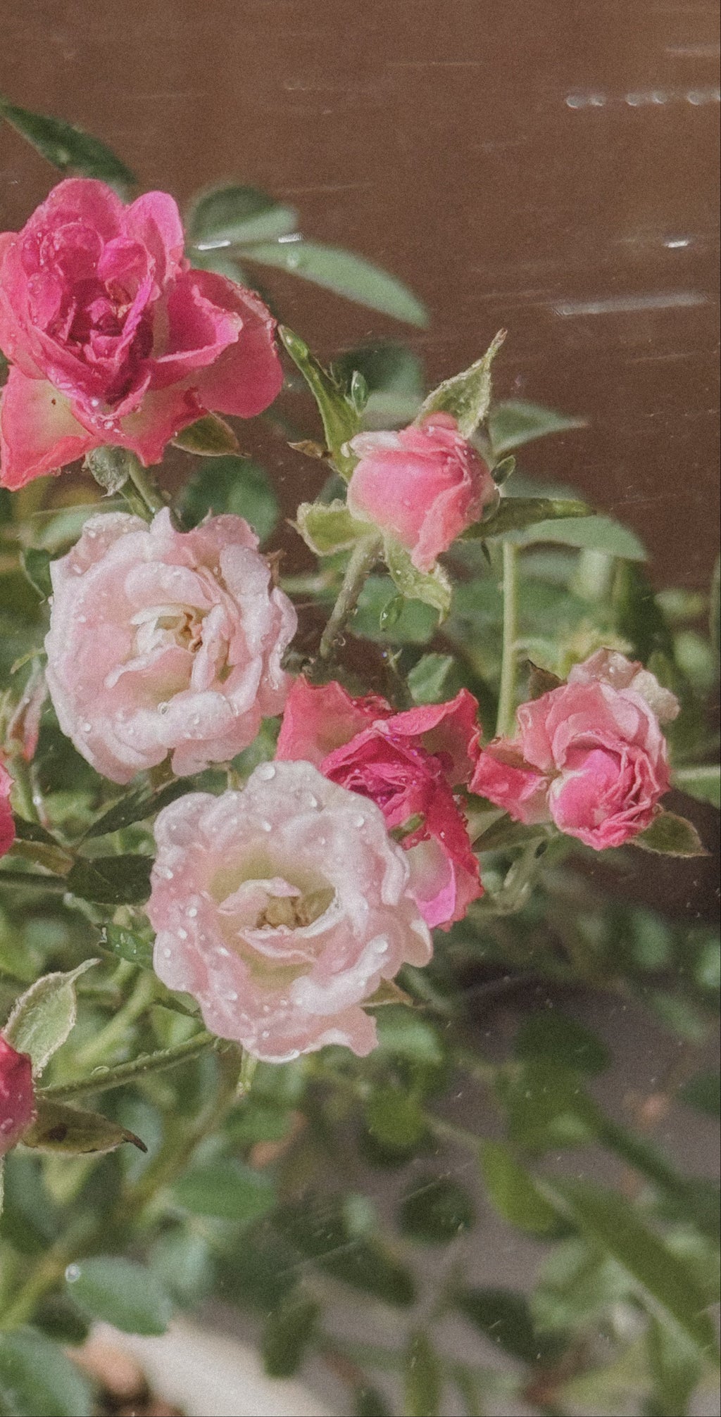 Japanese Fairy Rose Mini