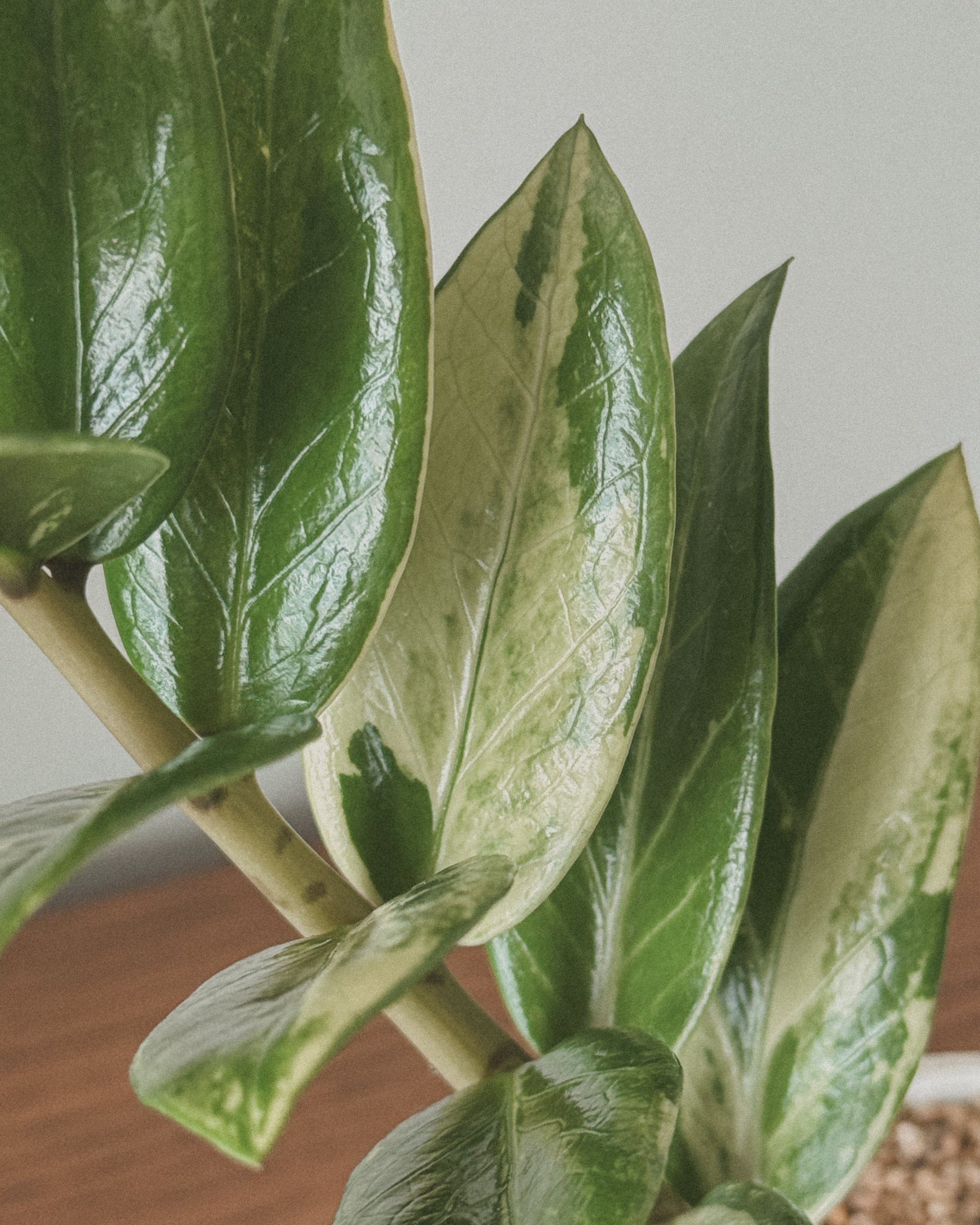 Lucky ZZ Varigated Zamioculas Zamiifolia