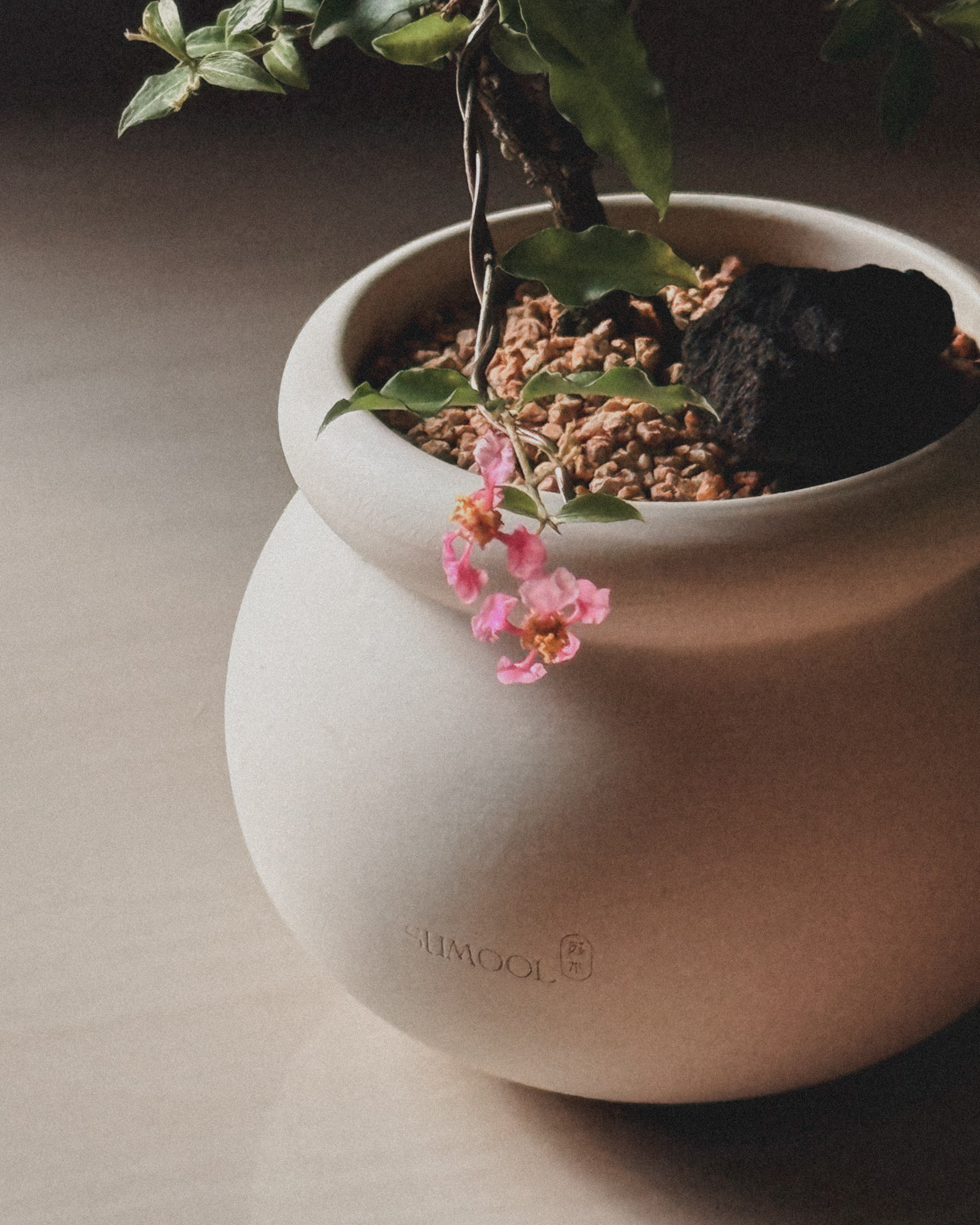 Cherry Barbados mini bonsai