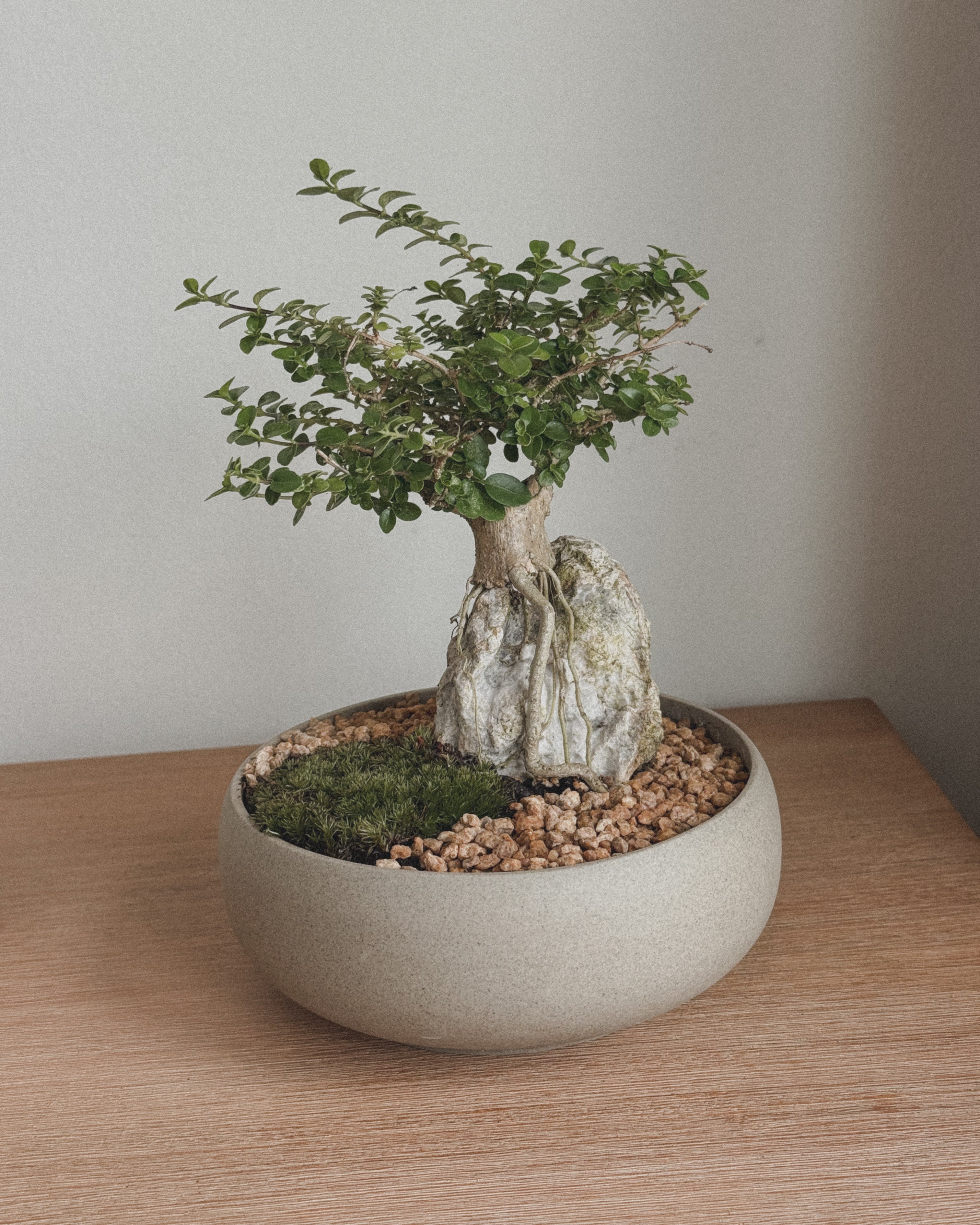 Mini Premna Bonsai on Rock