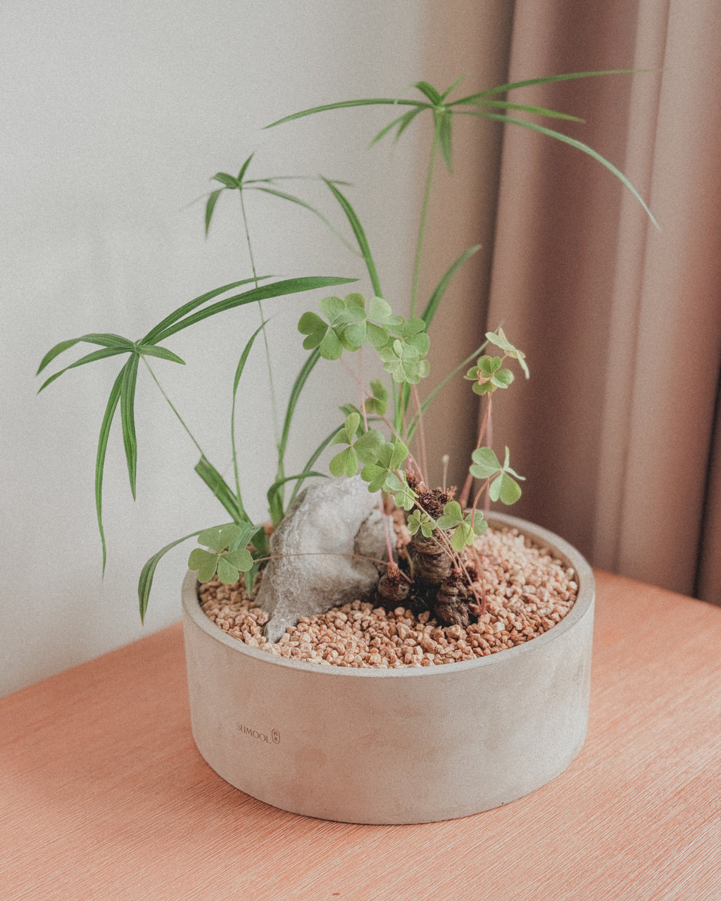 Lucky meadow : Cyperus alternifolius & Clover