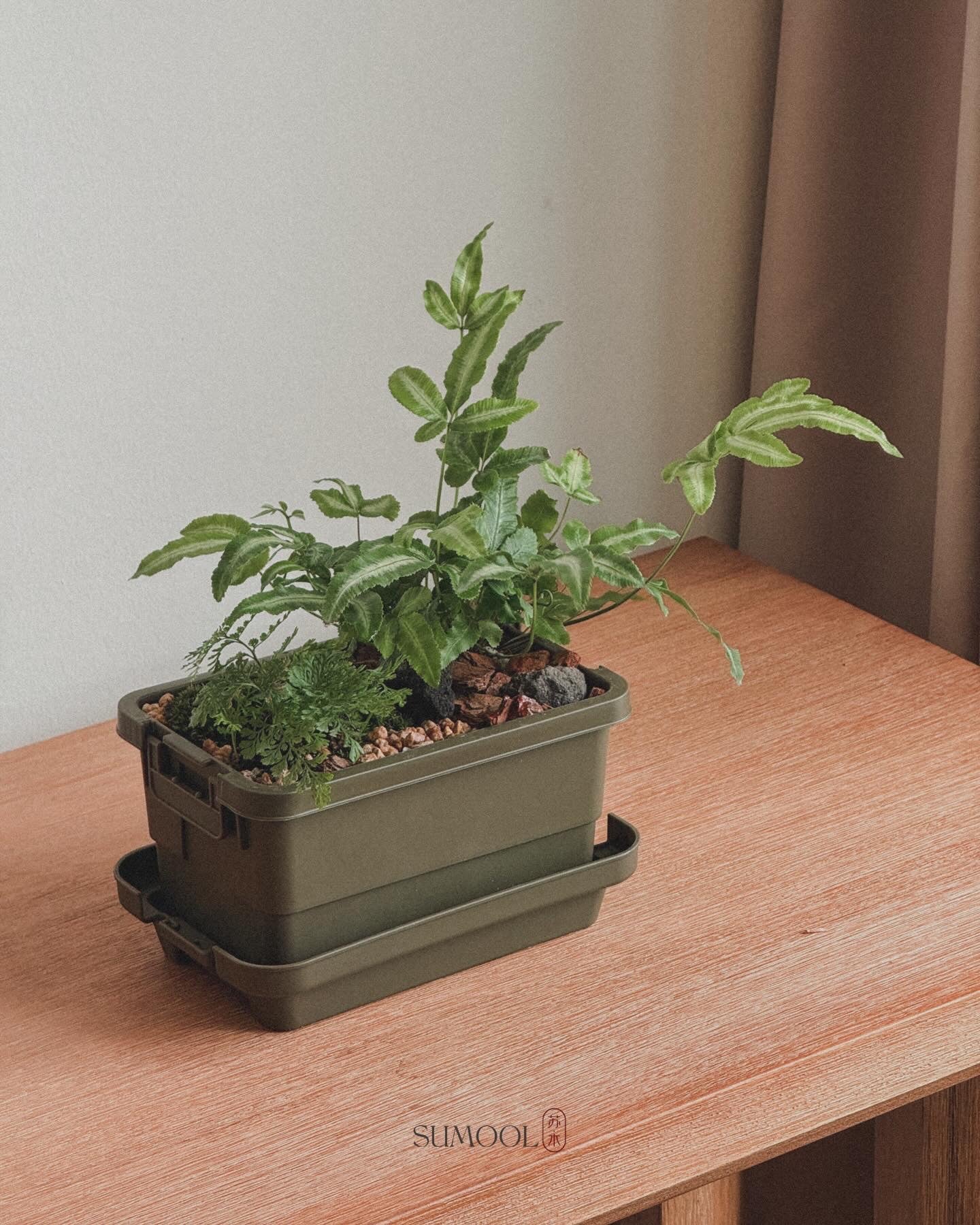 sumool forest crate 01