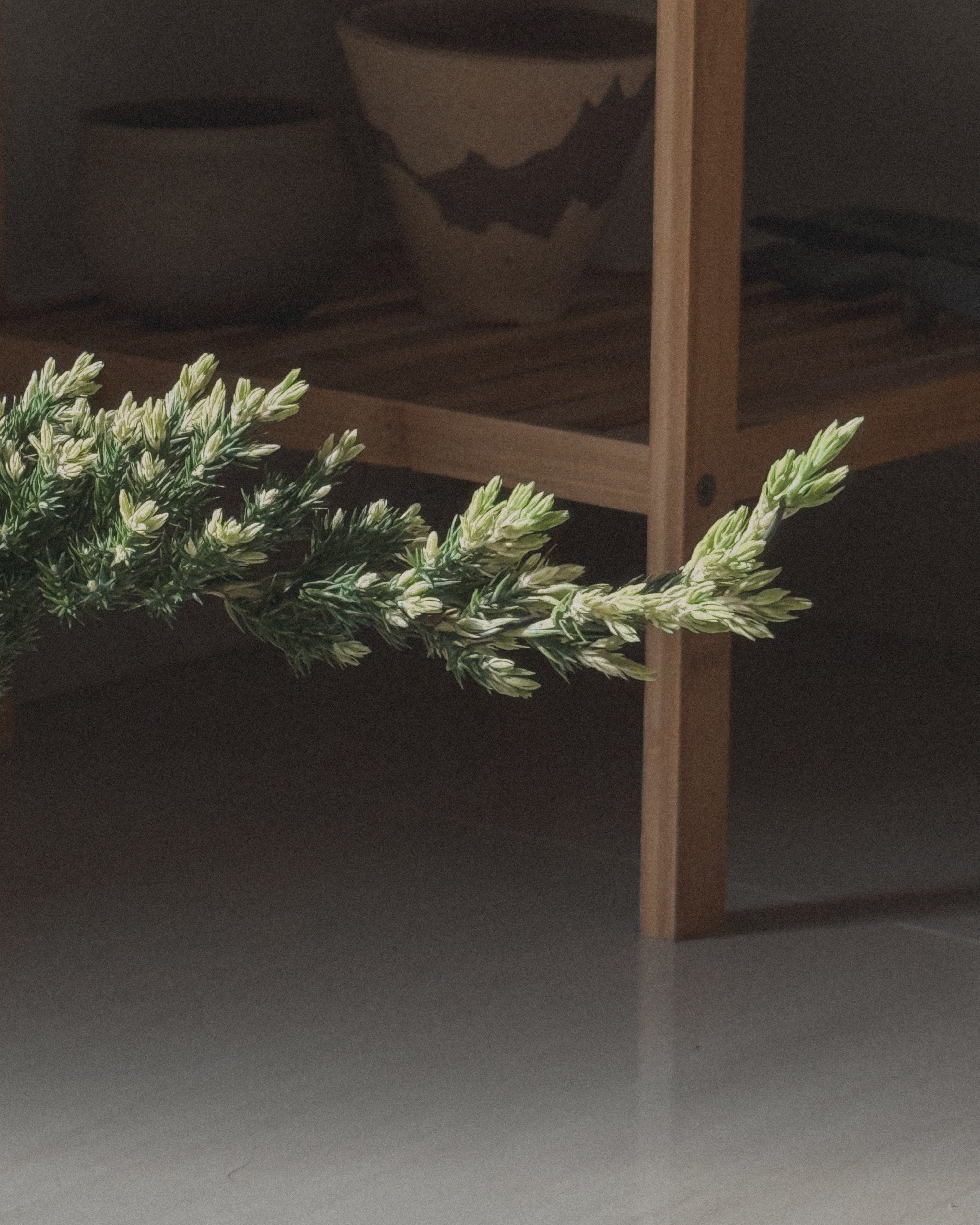 Variegated Japanese Juniper Sleeping Pine