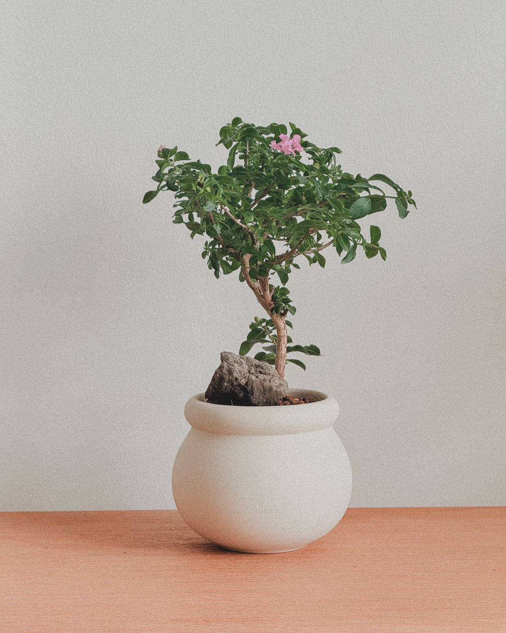 Crepe Myrtle
