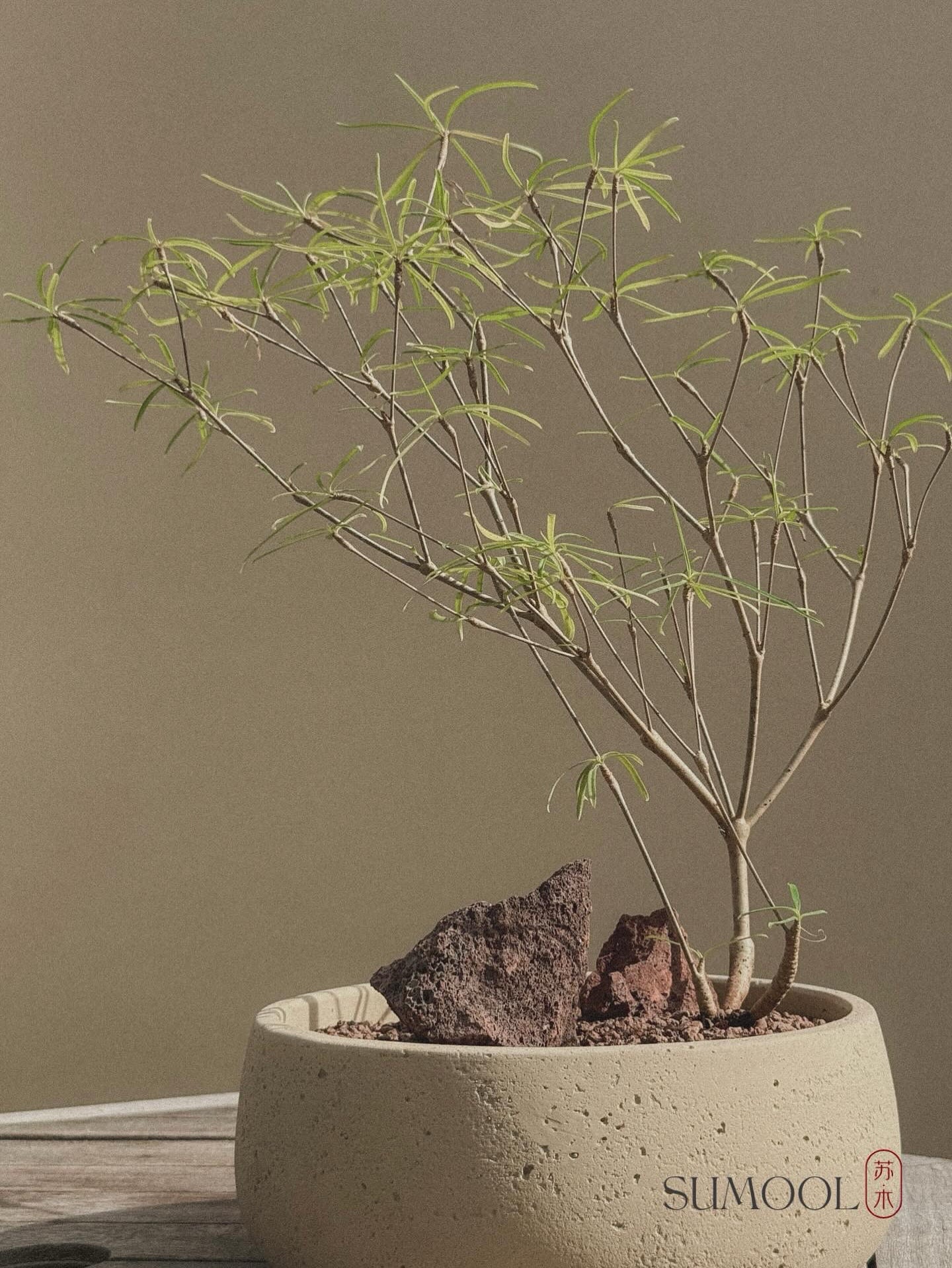 Euphorbia Hedyotoides