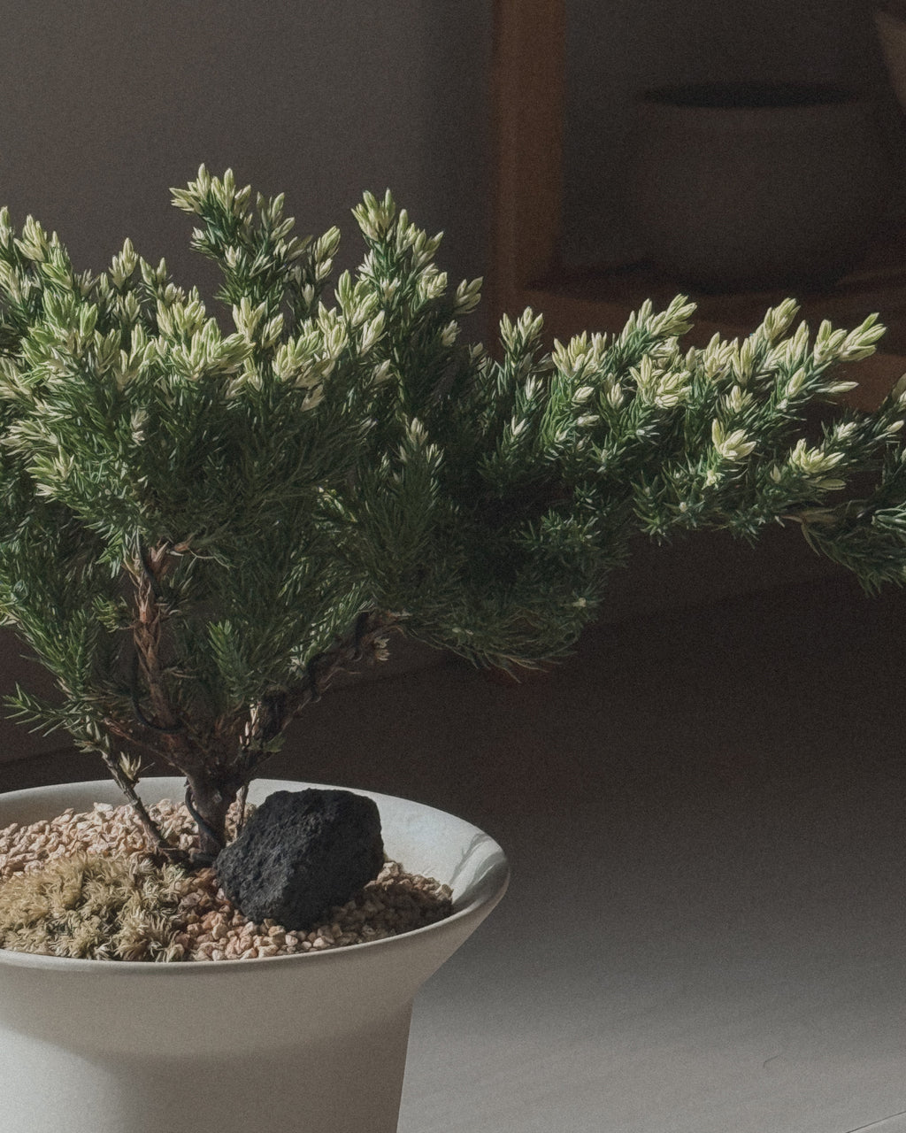 Variegated Japanese Juniper Sleeping Pine