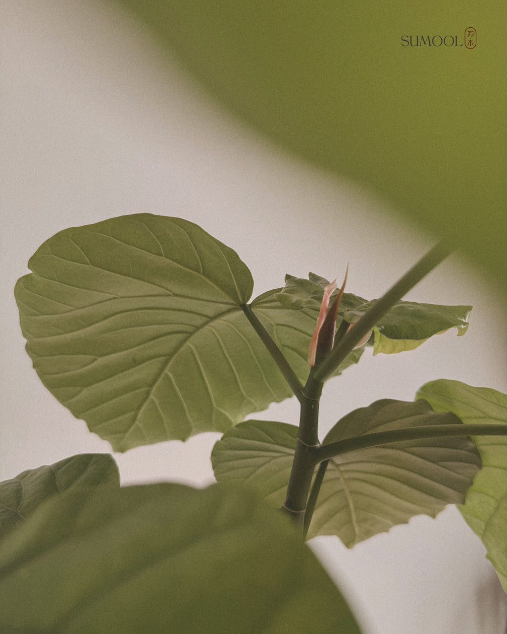Ficus Umbellata