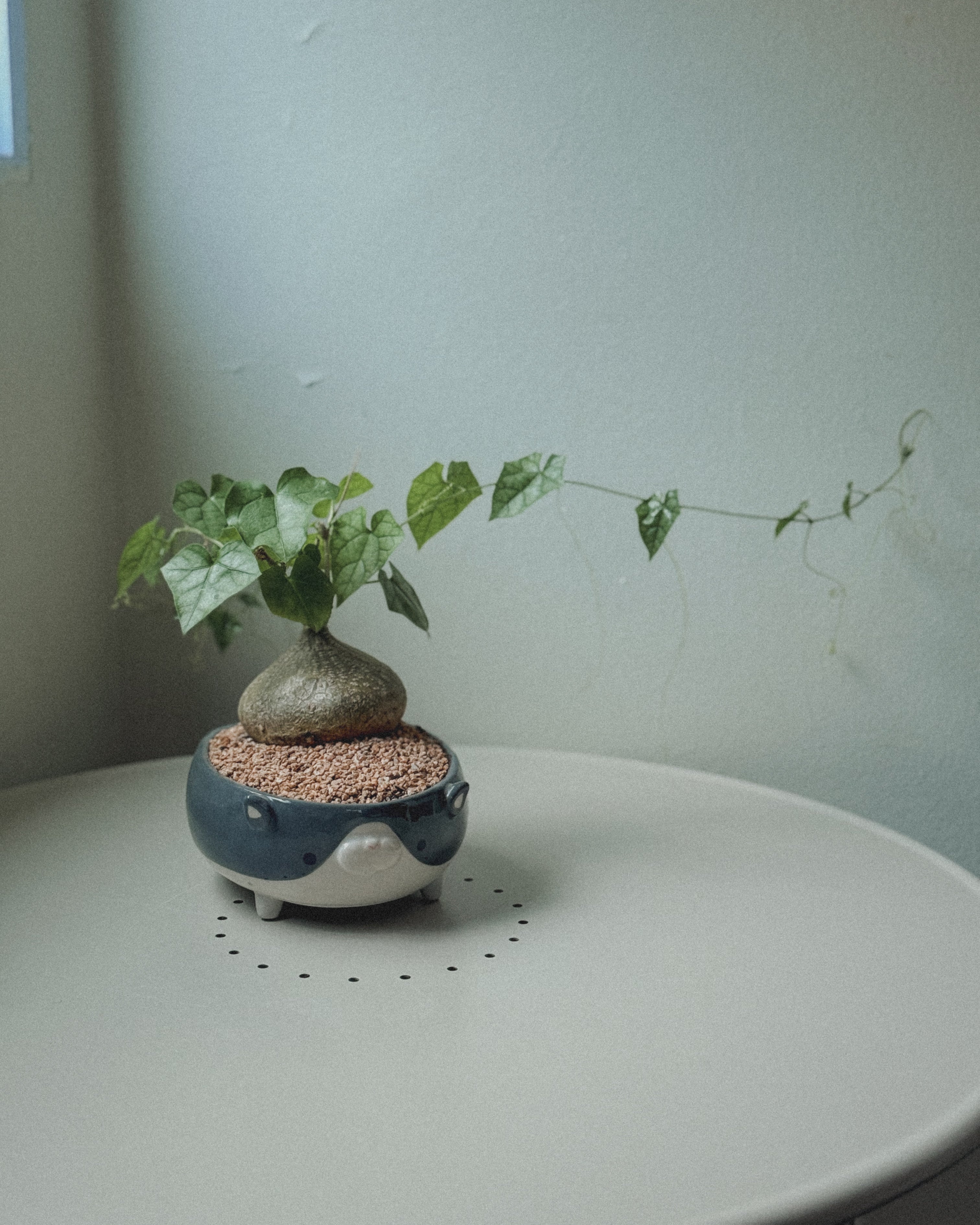 Gerrardanthus Bigfoot in Pet Pot