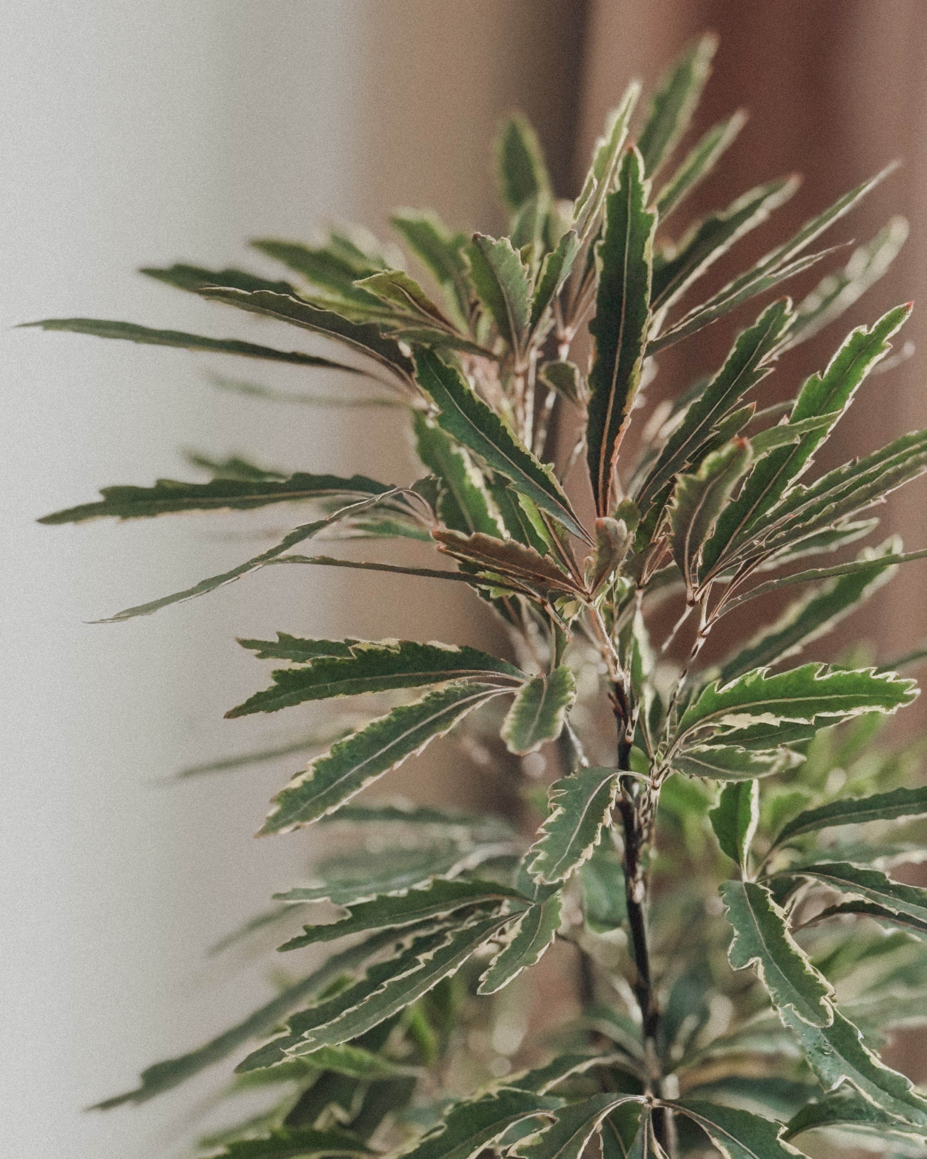 Lucky Schefflera Elegantissima in Black round pot