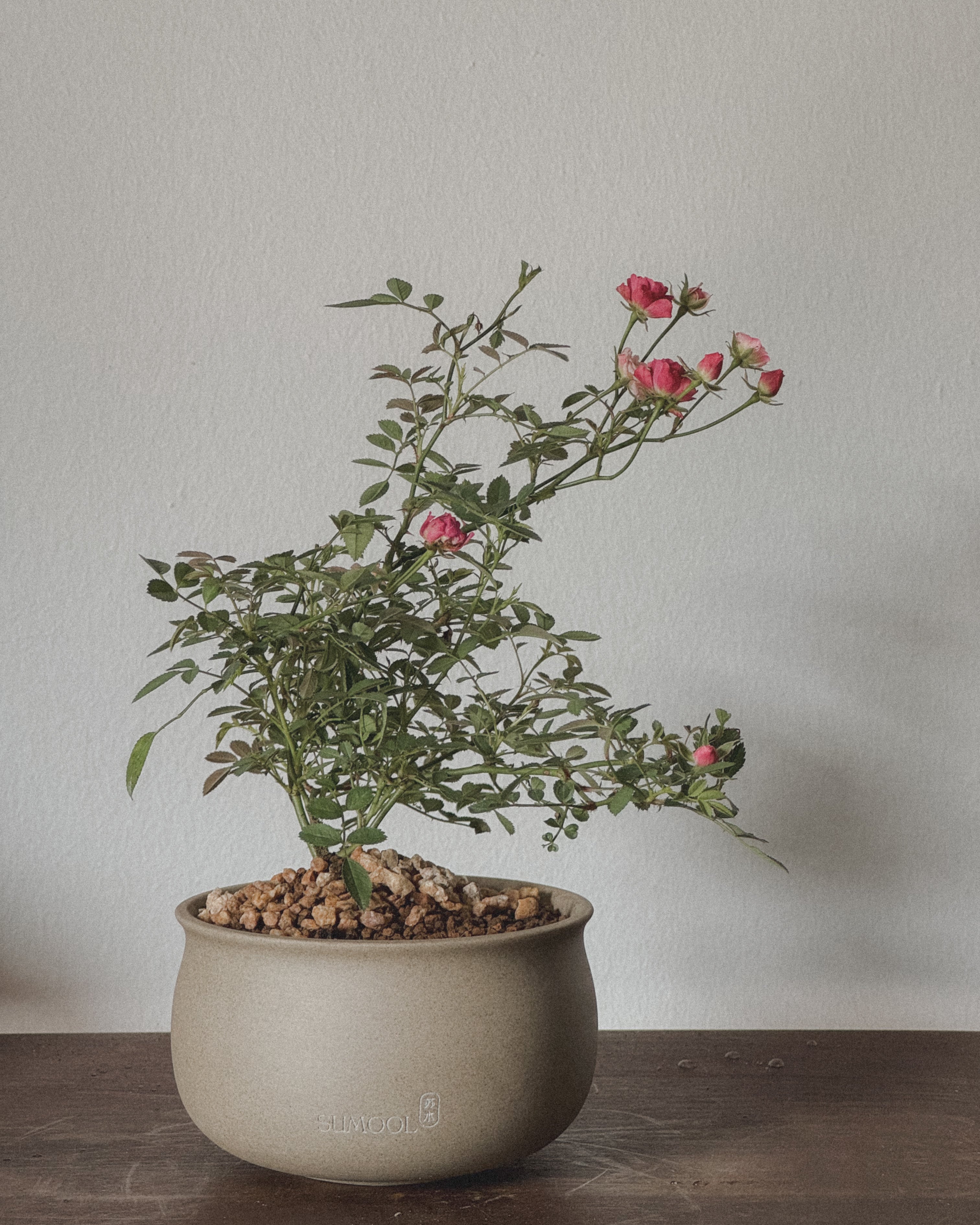 Japanese Fairy Rose Mini