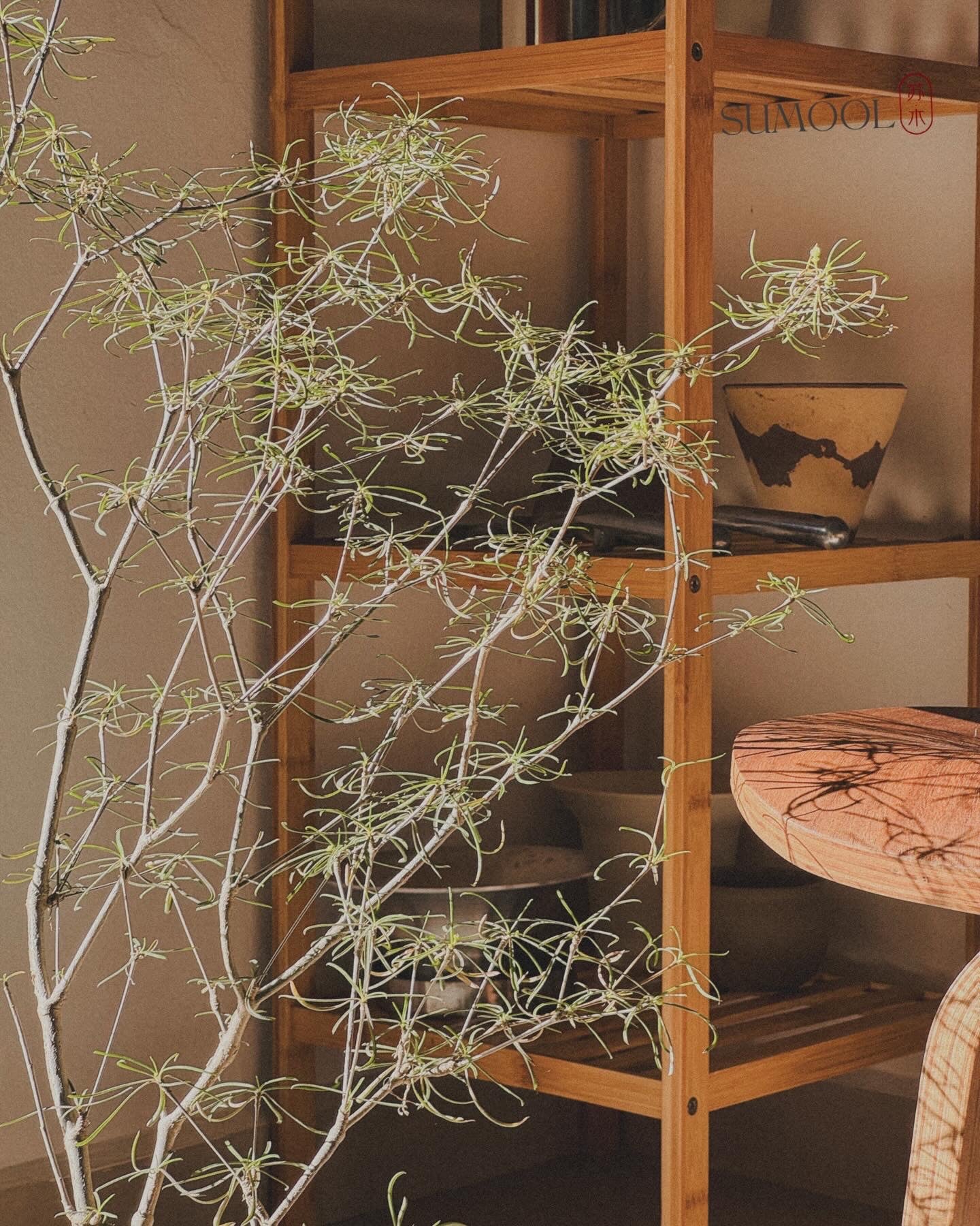 Euphorbia Hedyotoides (tall)