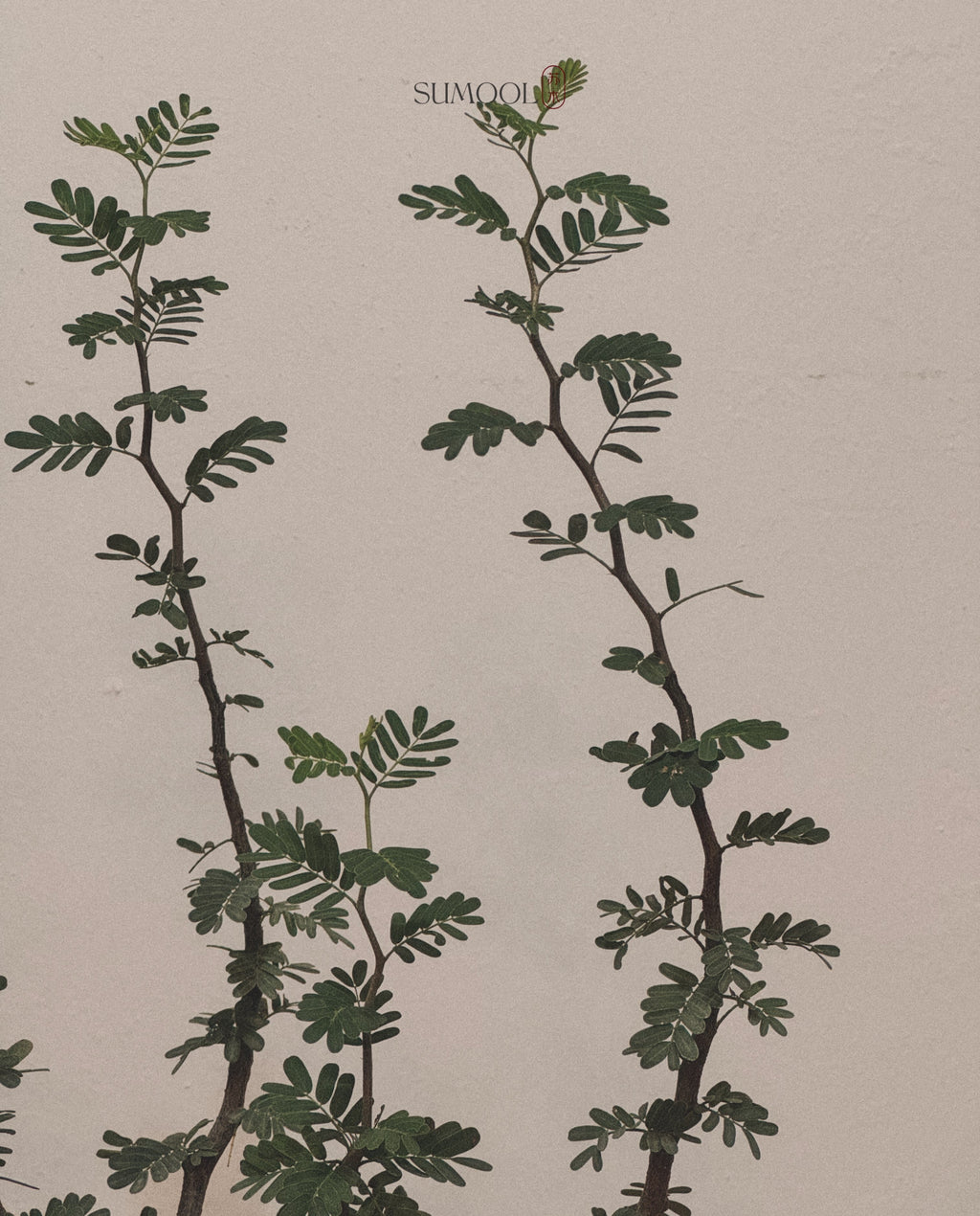 Senna meridionalis