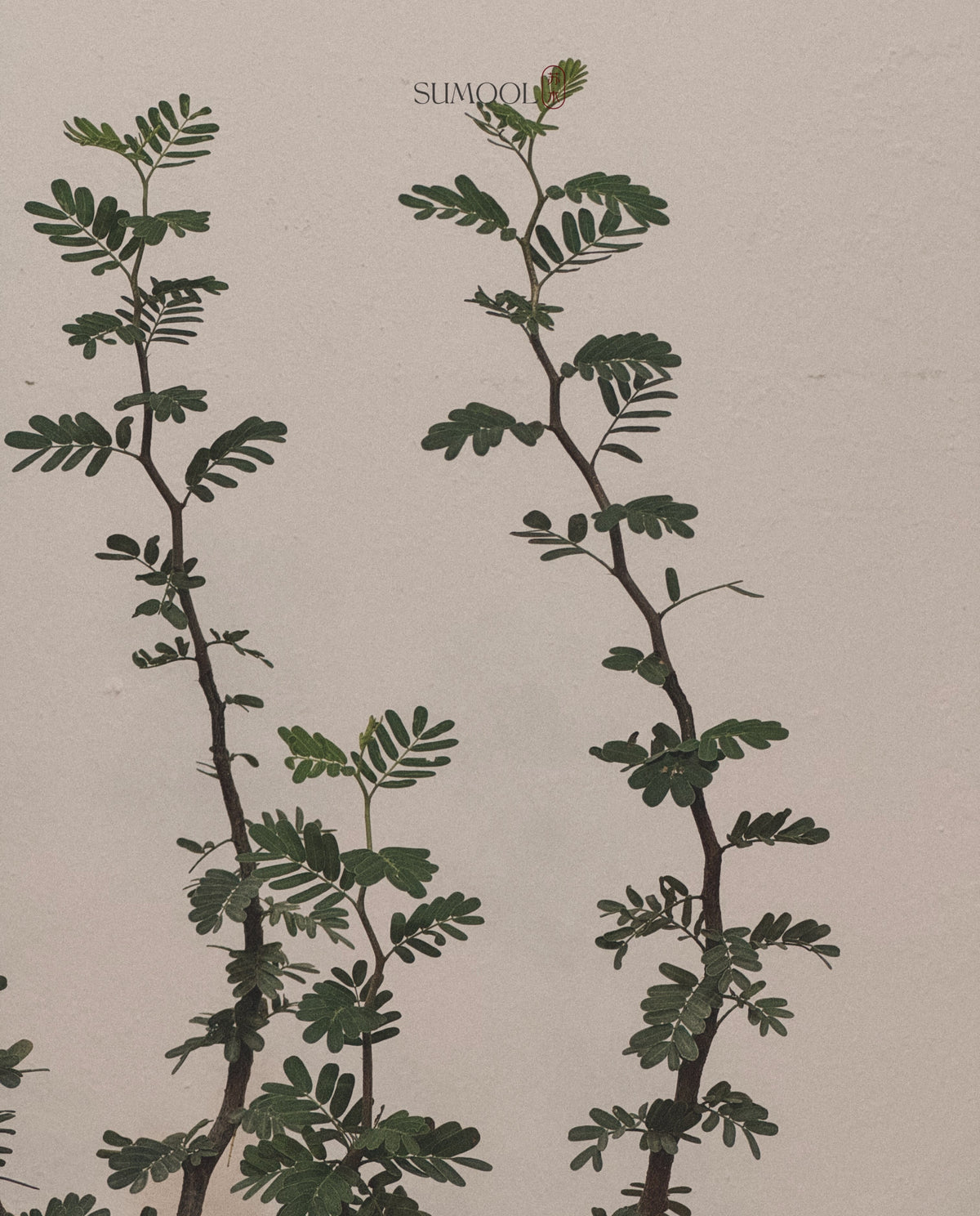 Senna meridionalis