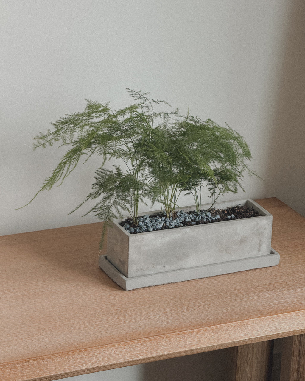Asparagus Fern Table Forest style