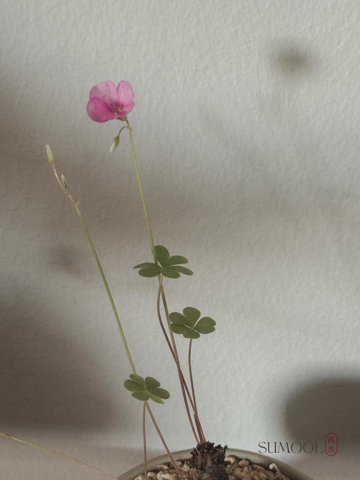 Oxalis Triangularis (Three-Leaf Clover)